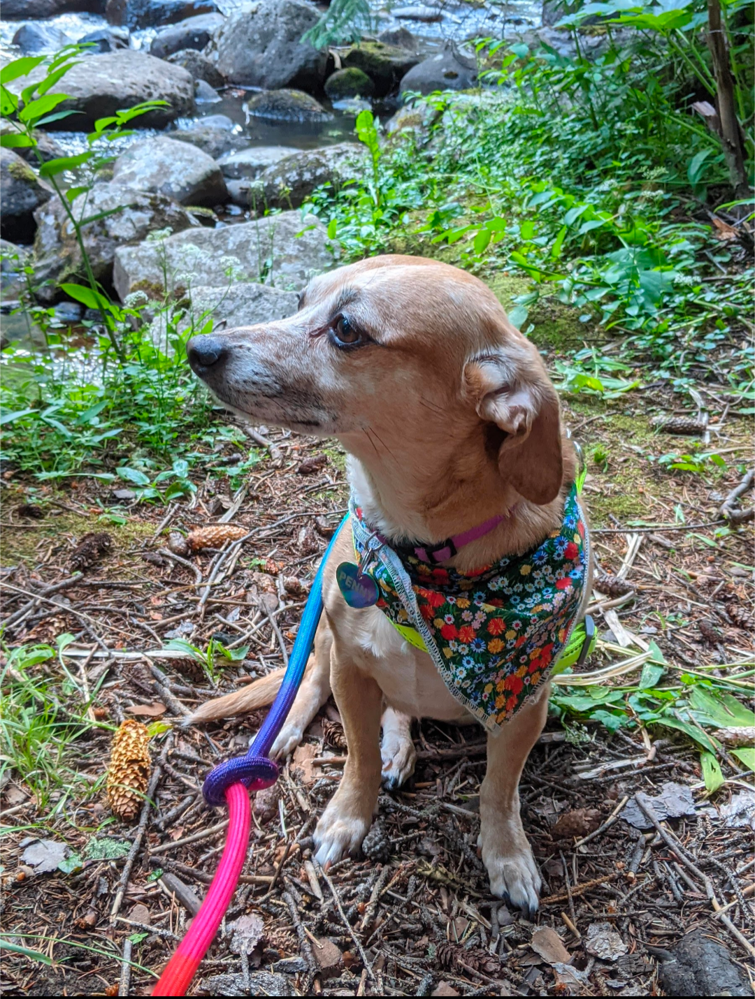 Help Penny Get Surgery campaign photo, 5 of 8