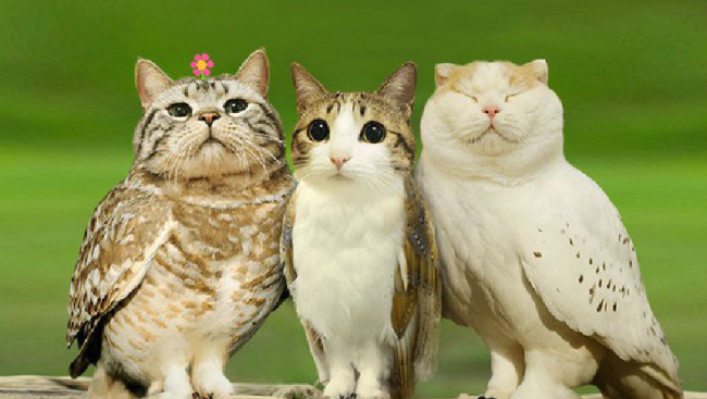Support Meowl in a Time of Need photo