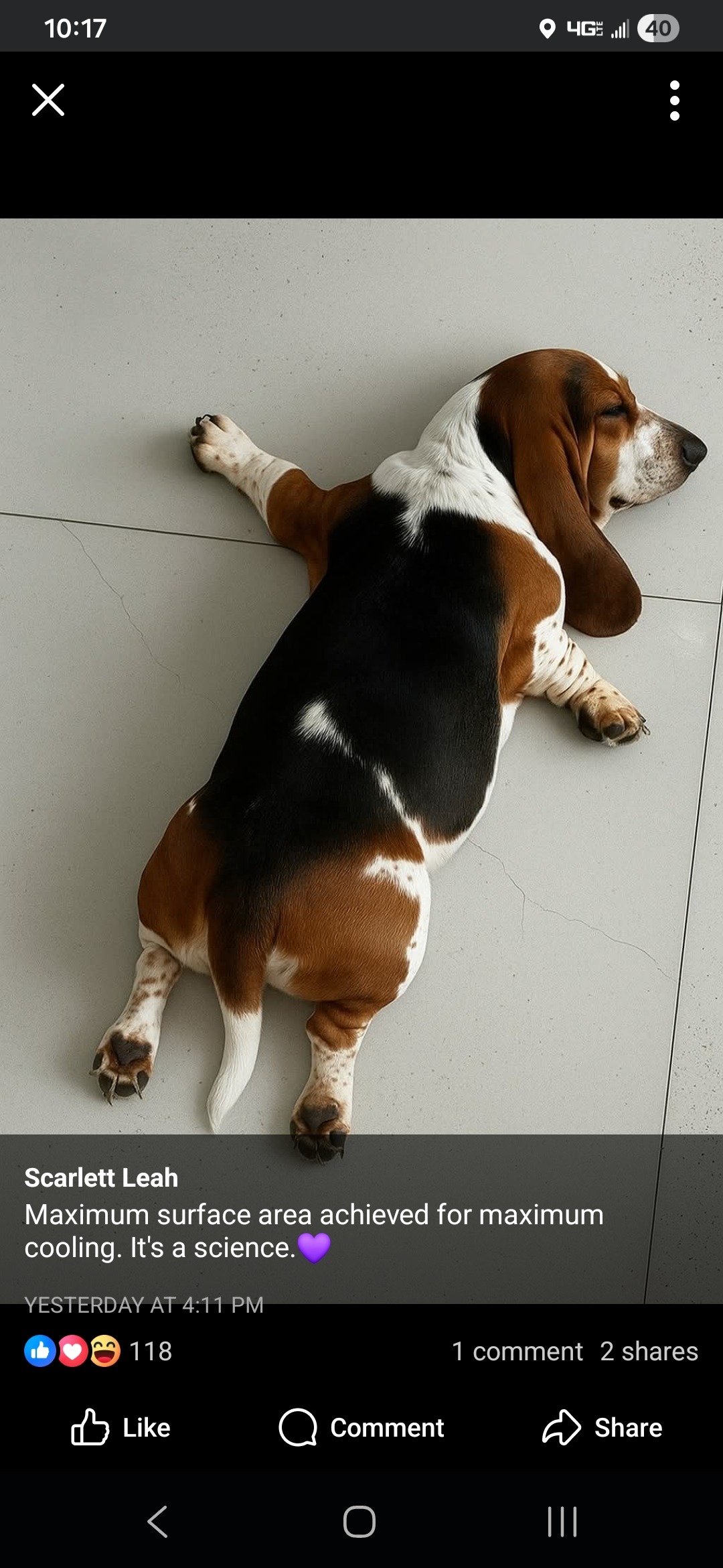 Help Timothy Welcome a Support Basset Hound campaign photo, 6 of 7