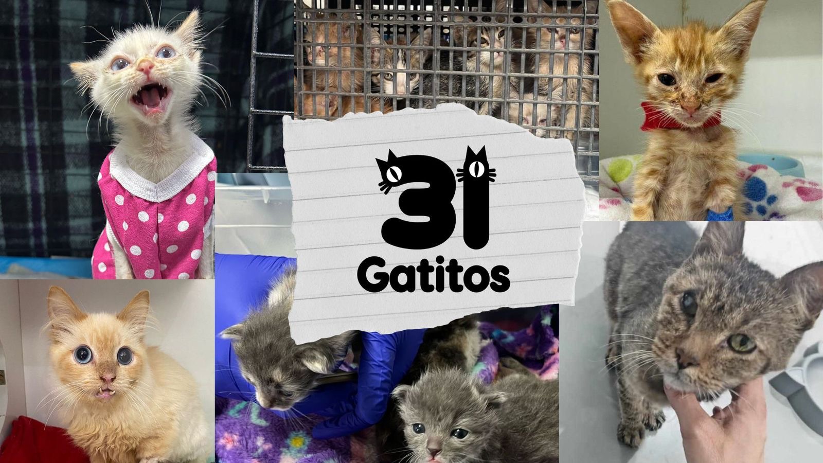 Apoyo a “31 gatitos” campaign photo, 2 of 4