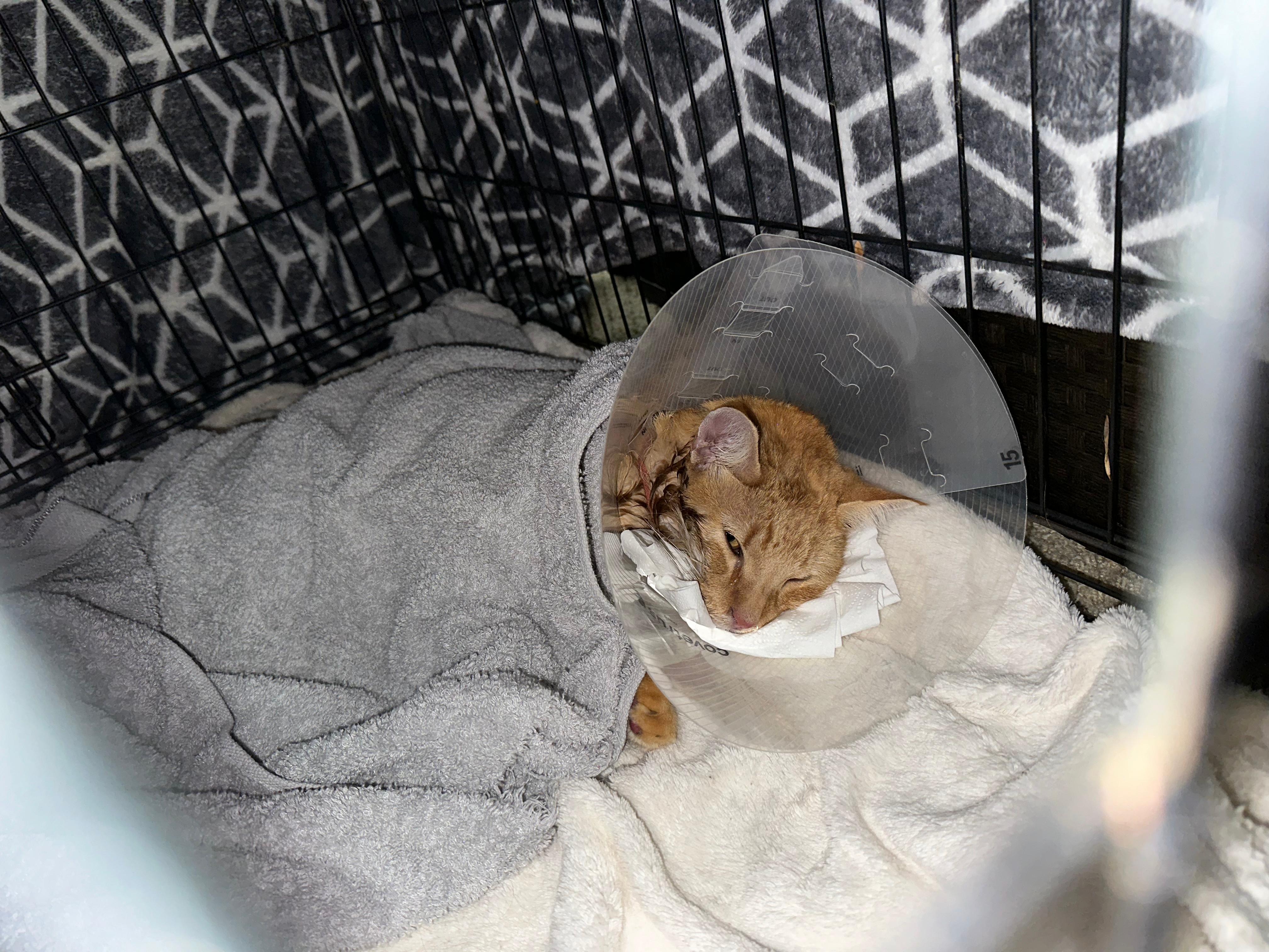 Help Our Cat, Cosmo, Beat Feline Idiopathic Cystitis campaign photo, 4 of 5