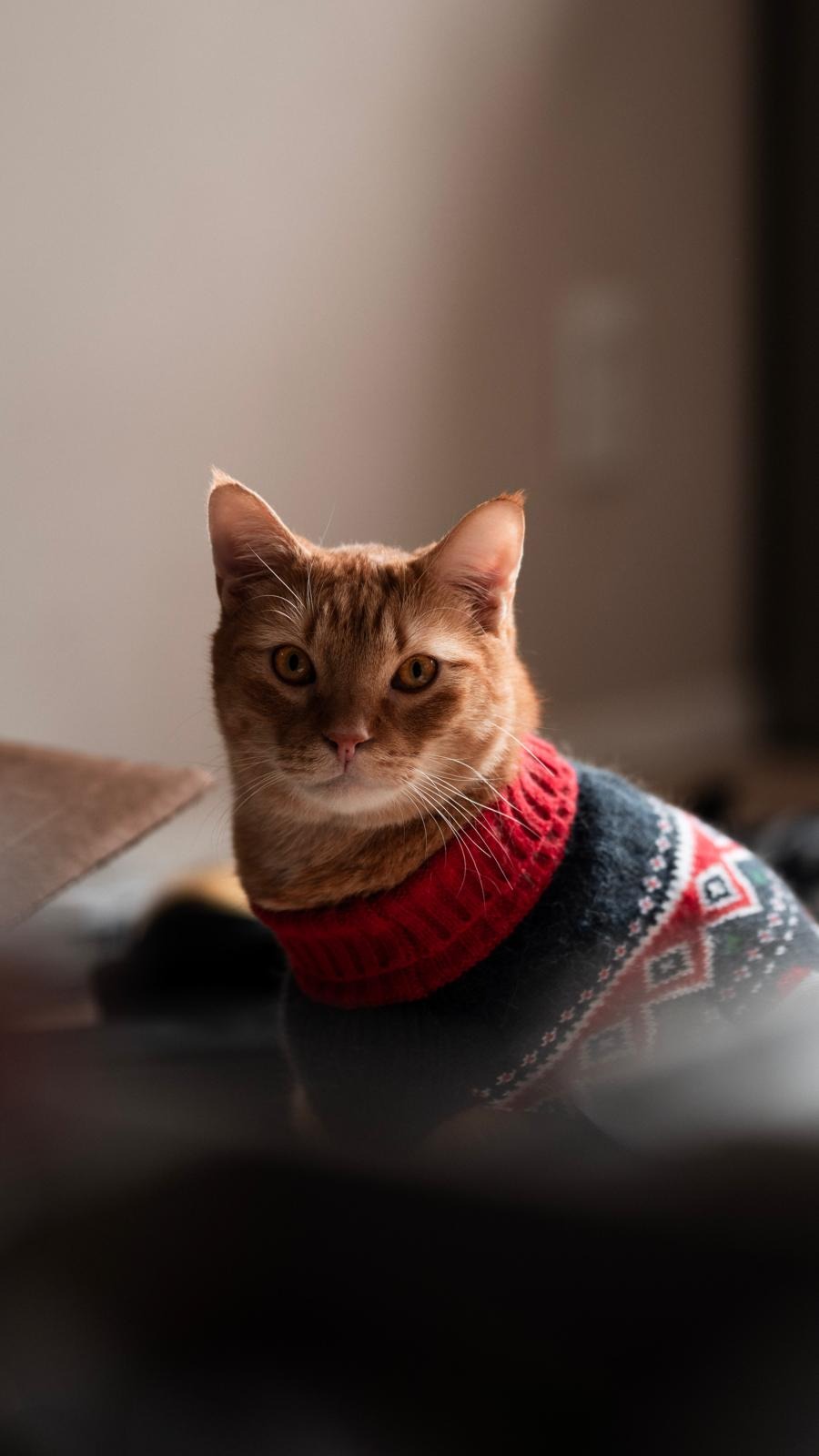 Help Our Cat, Cosmo, Beat Feline Idiopathic Cystitis campaign photo, 2 of 5