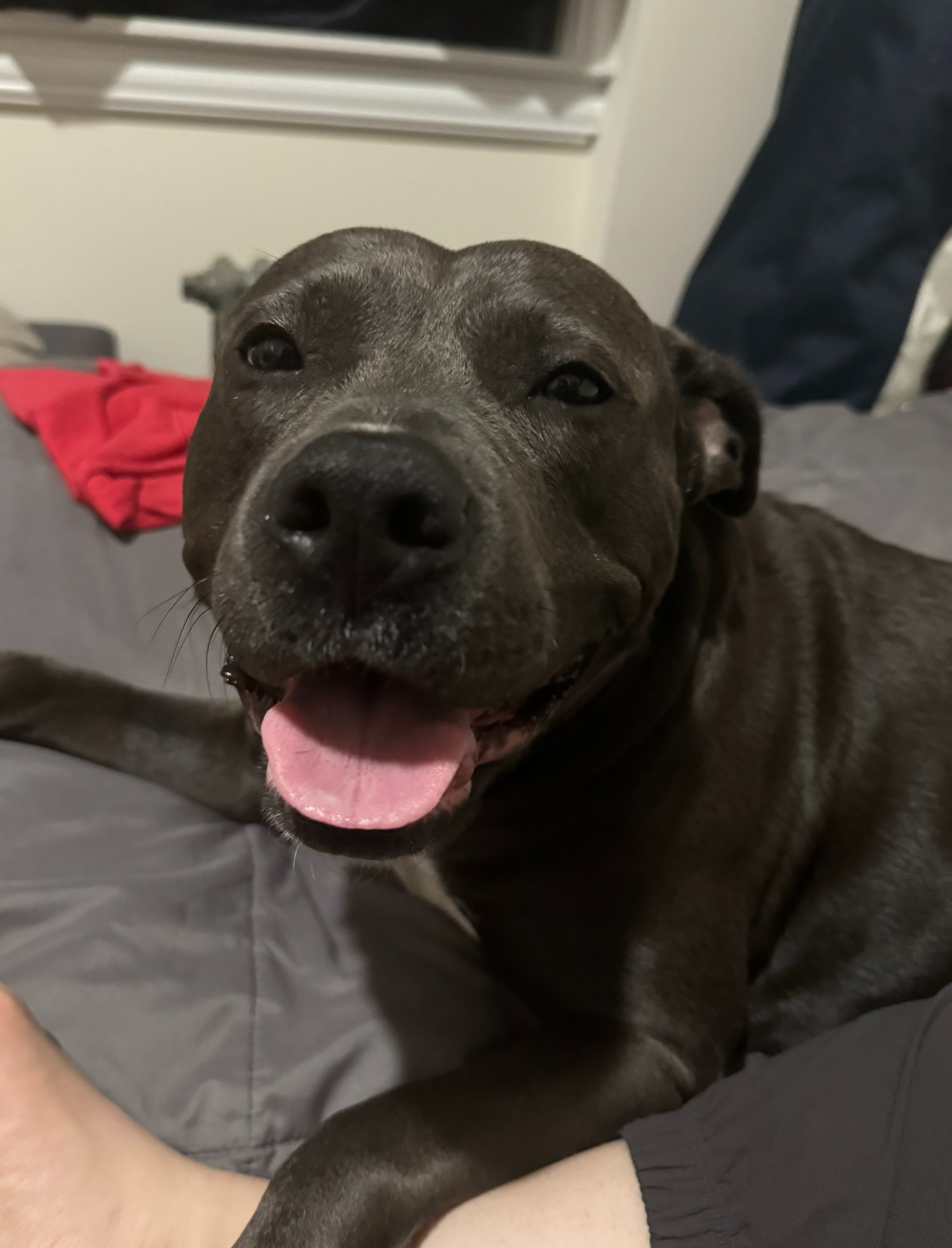 Help Zelda Get the Surgery She Deserves campaign photo, 7 of 8