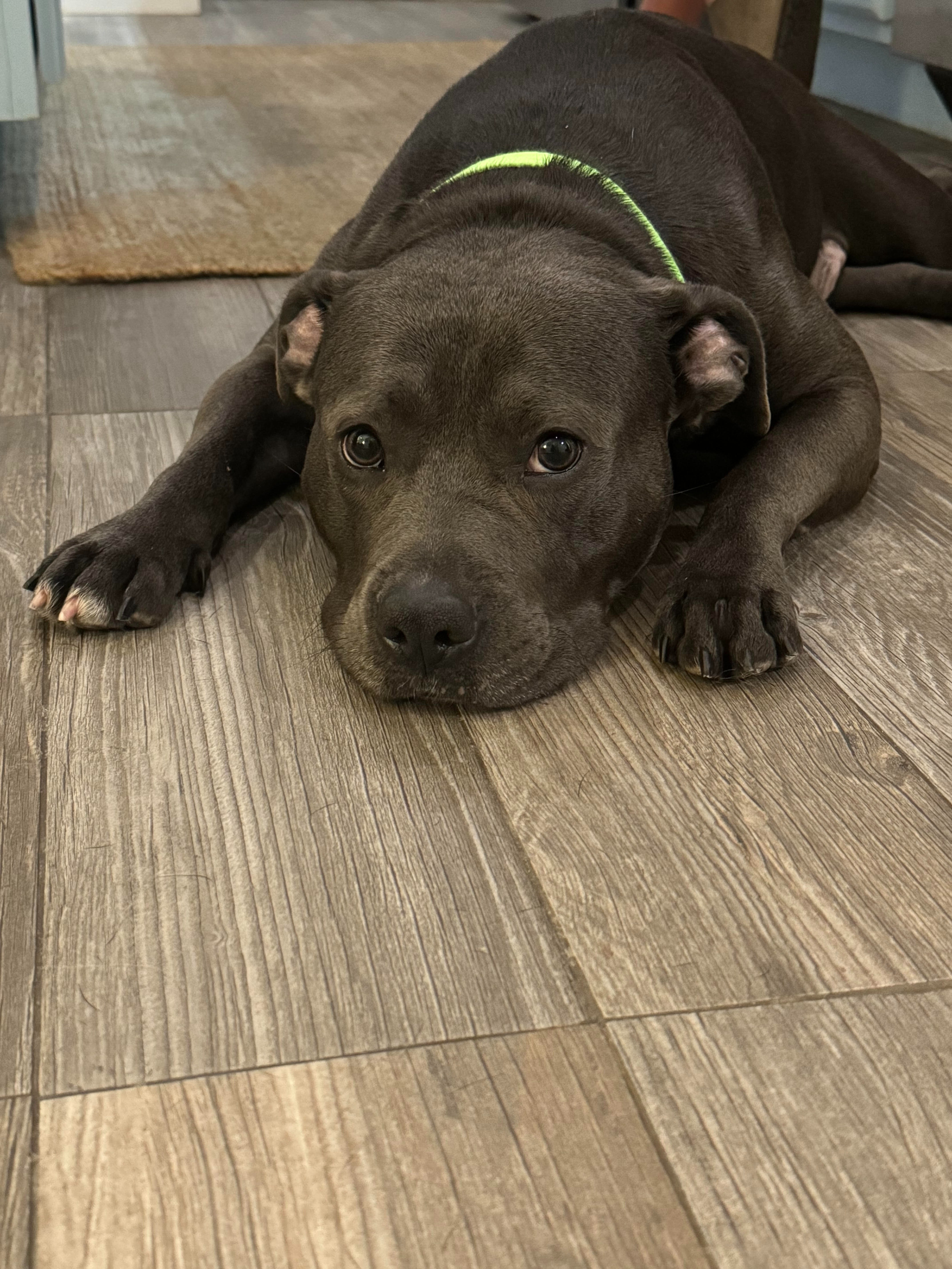 Help Zelda Get the Surgery She Deserves campaign photo, 2 of 8