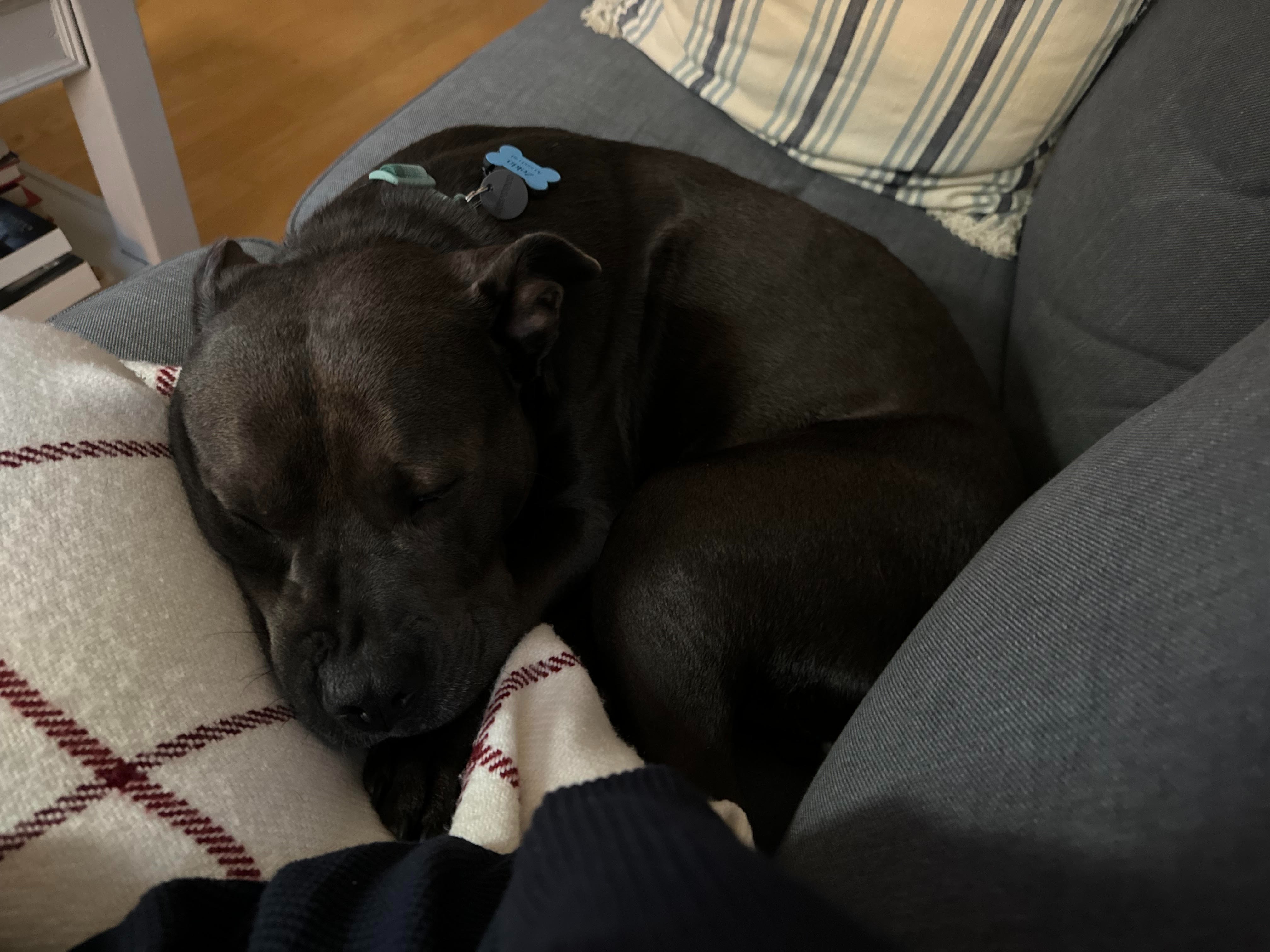 Help Zelda Get the Surgery She Deserves campaign photo, 4 of 8