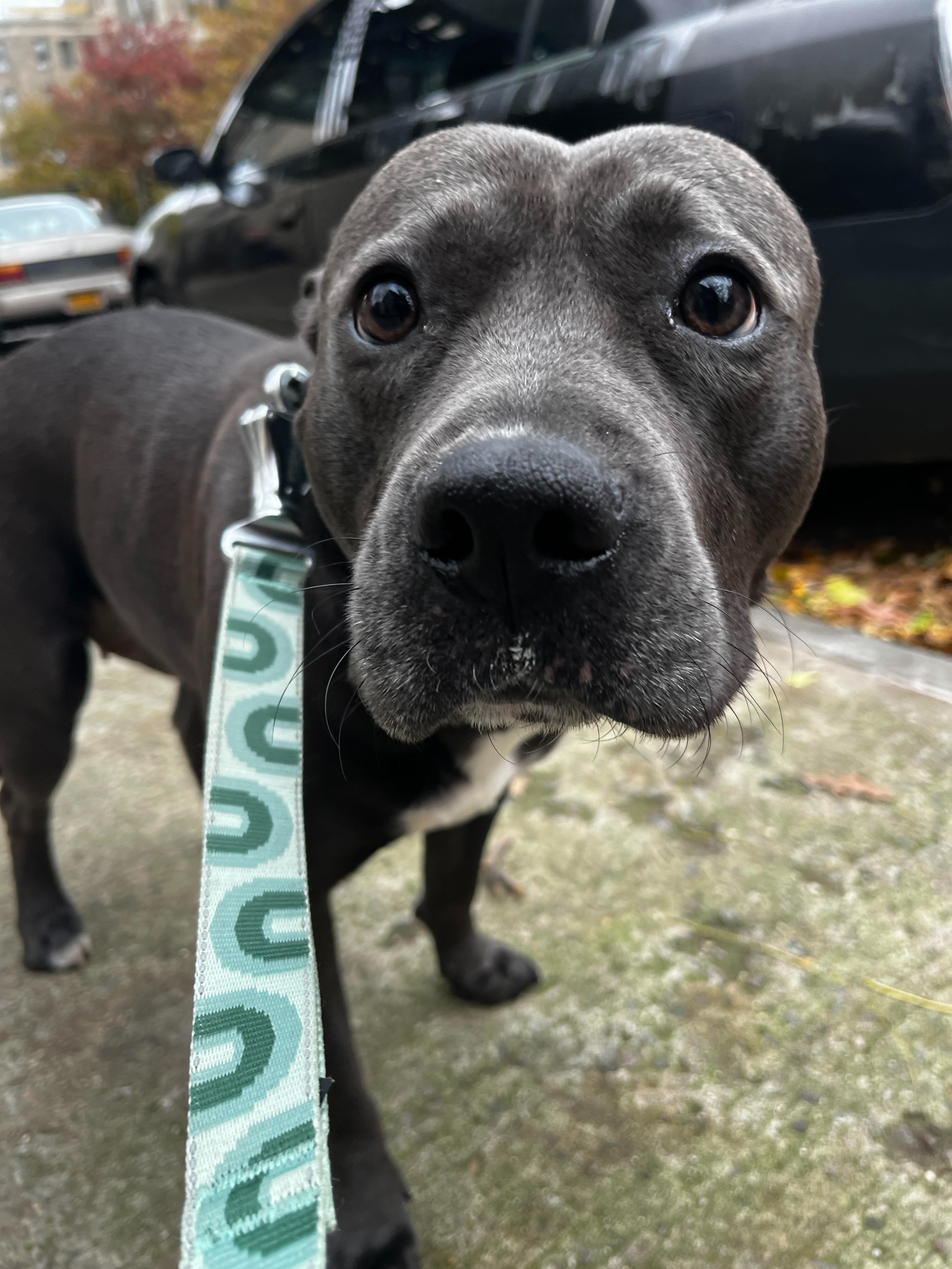 Help Zelda Get the Surgery She Deserves campaign photo, 5 of 8
