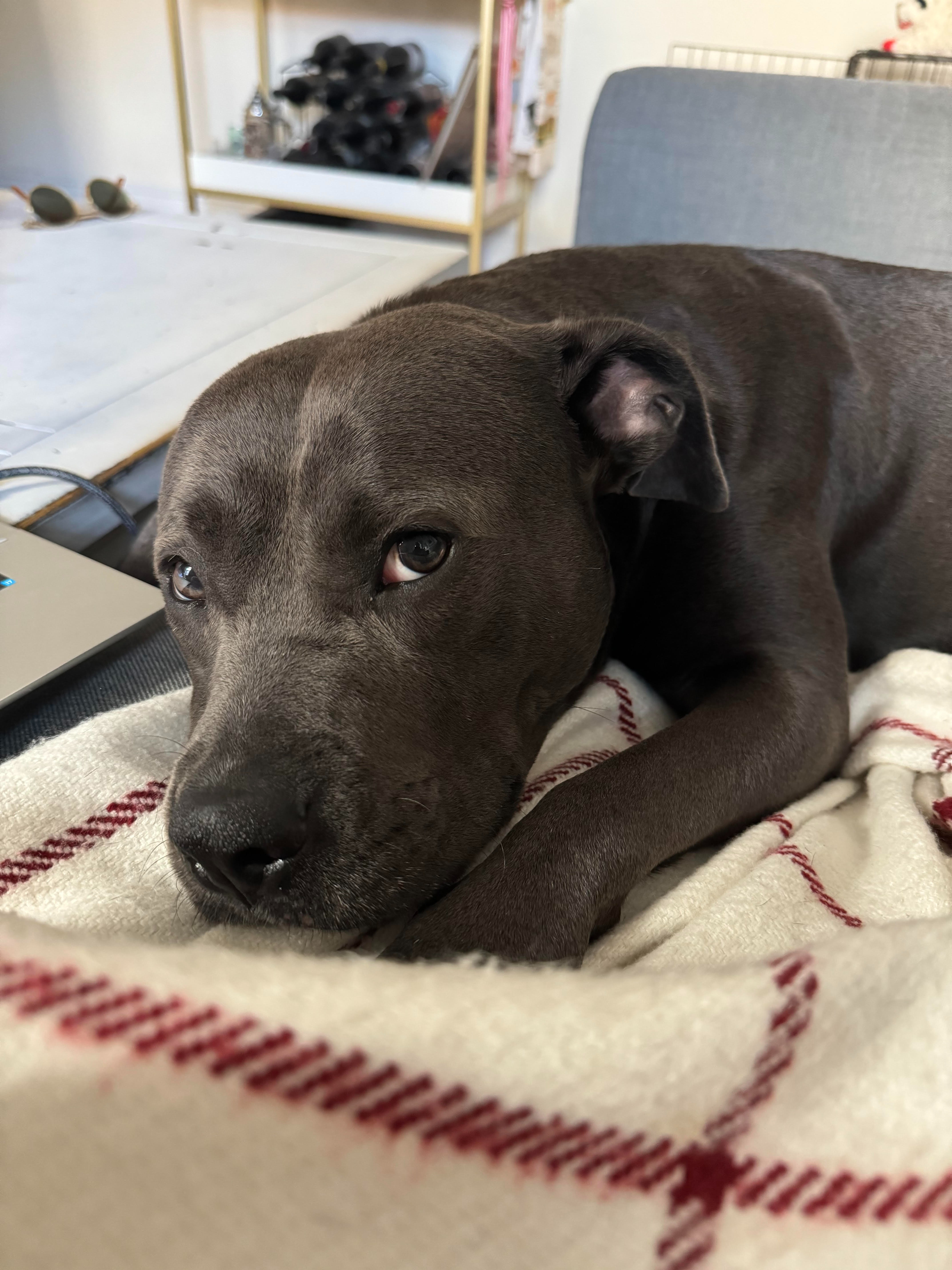 Help Zelda Get the Surgery She Deserves campaign photo, 6 of 8