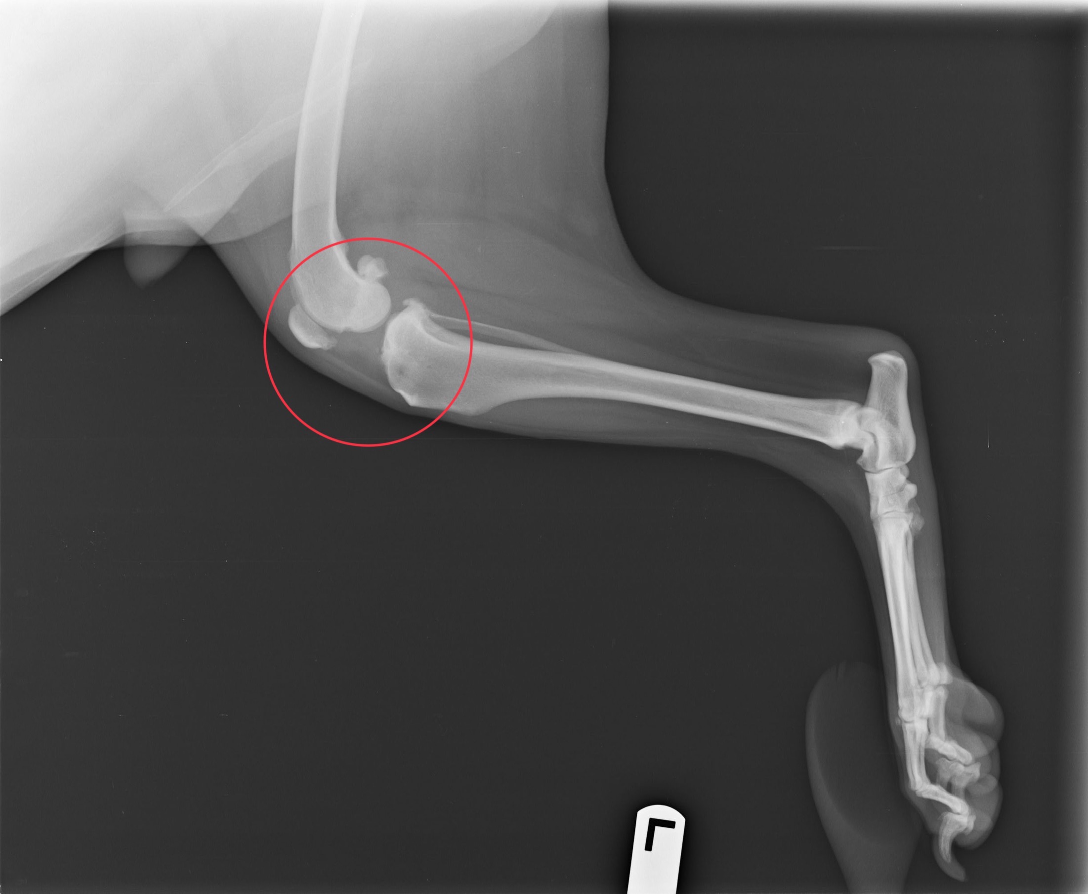 Help Hennessy get his surgery! campaign photo, 2 of 7