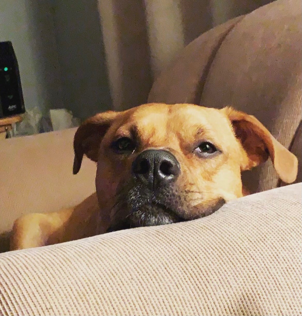 Help Hennessy get his surgery! campaign photo, 5 of 7