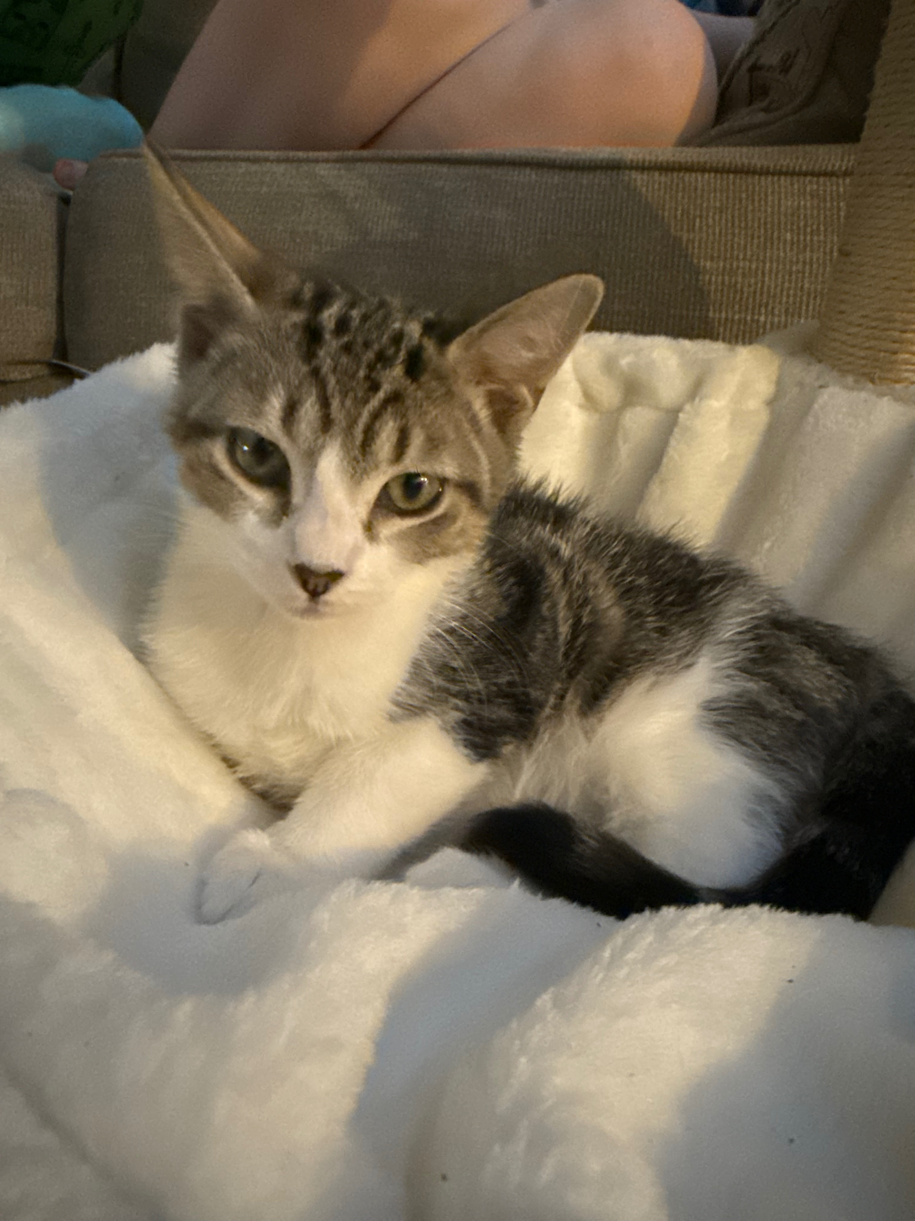 Help Save My Son’s Cat’s Leg — Urgent Surgery Needed campaign photo, 7 of 8