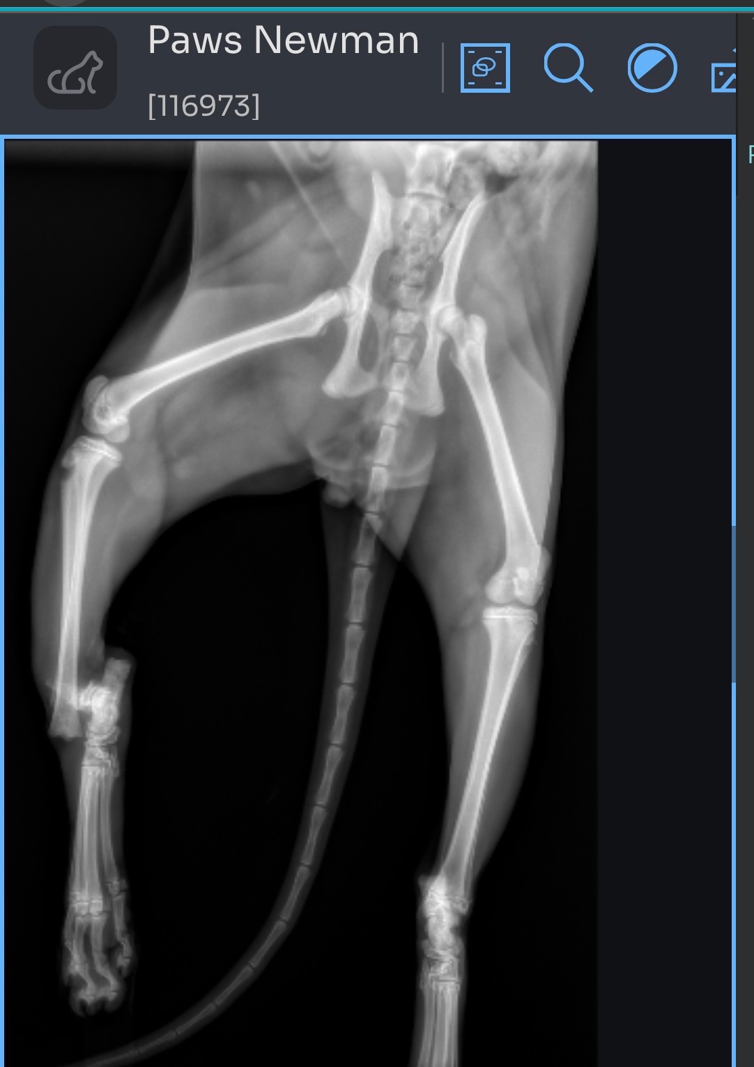 Help Save My Son’s Cat’s Leg — Urgent Surgery Needed campaign photo, 5 of 8