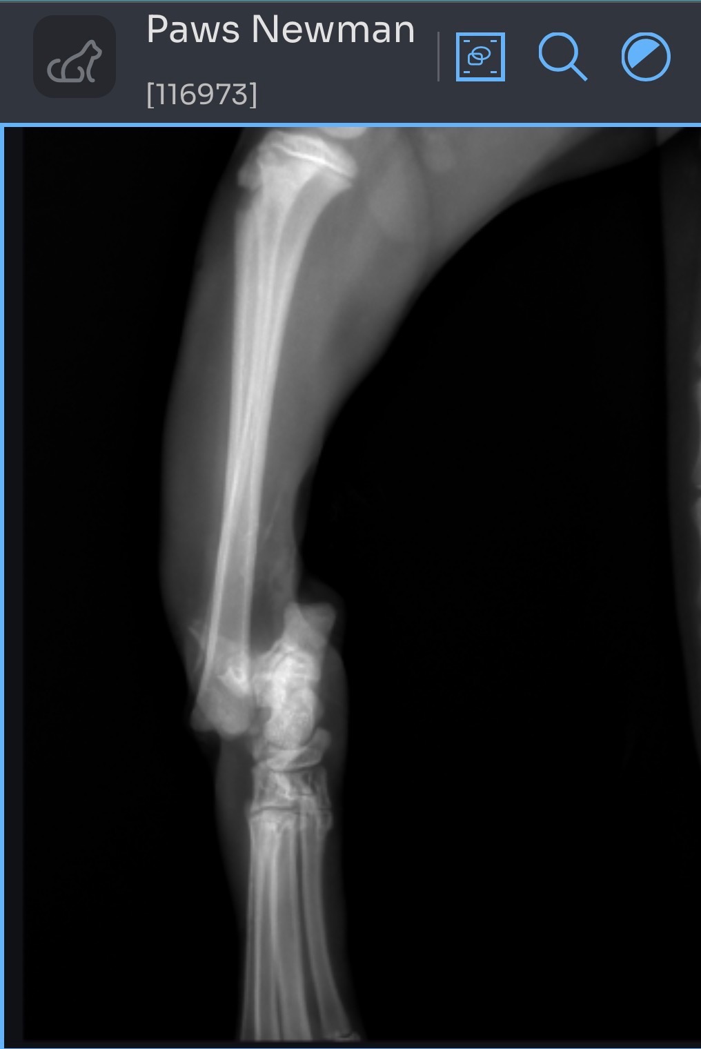Help Save My Son’s Cat’s Leg — Urgent Surgery Needed campaign photo, 4 of 8