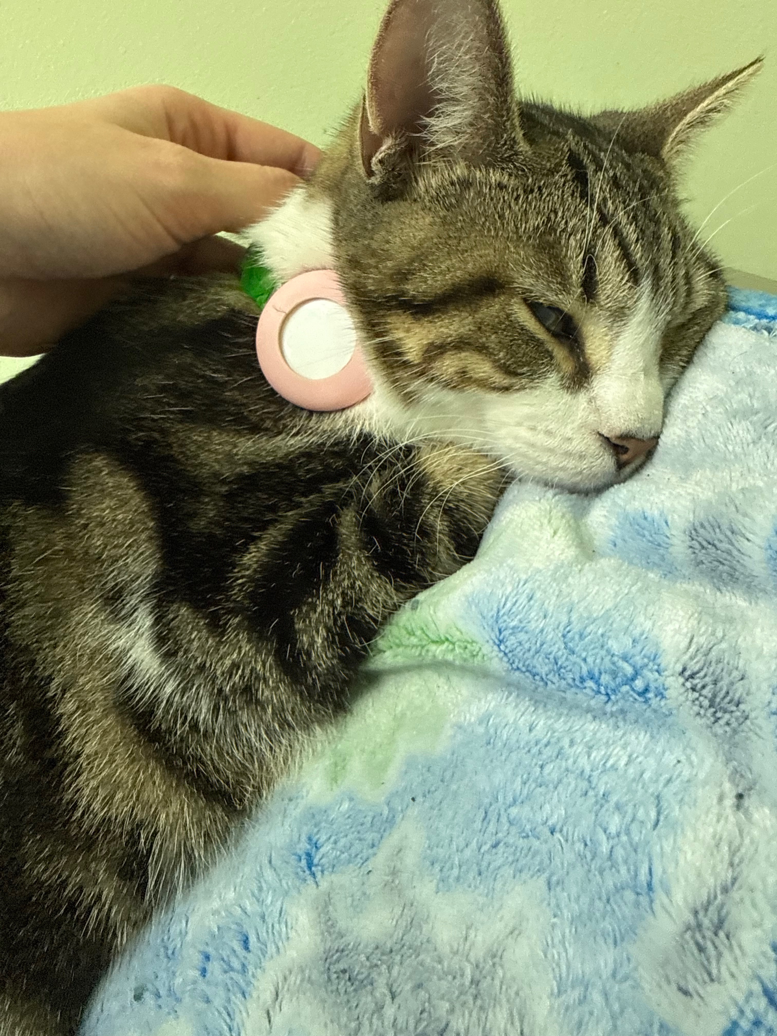 Help Save My Son’s Cat’s Leg — Urgent Surgery Needed campaign photo, 6 of 8