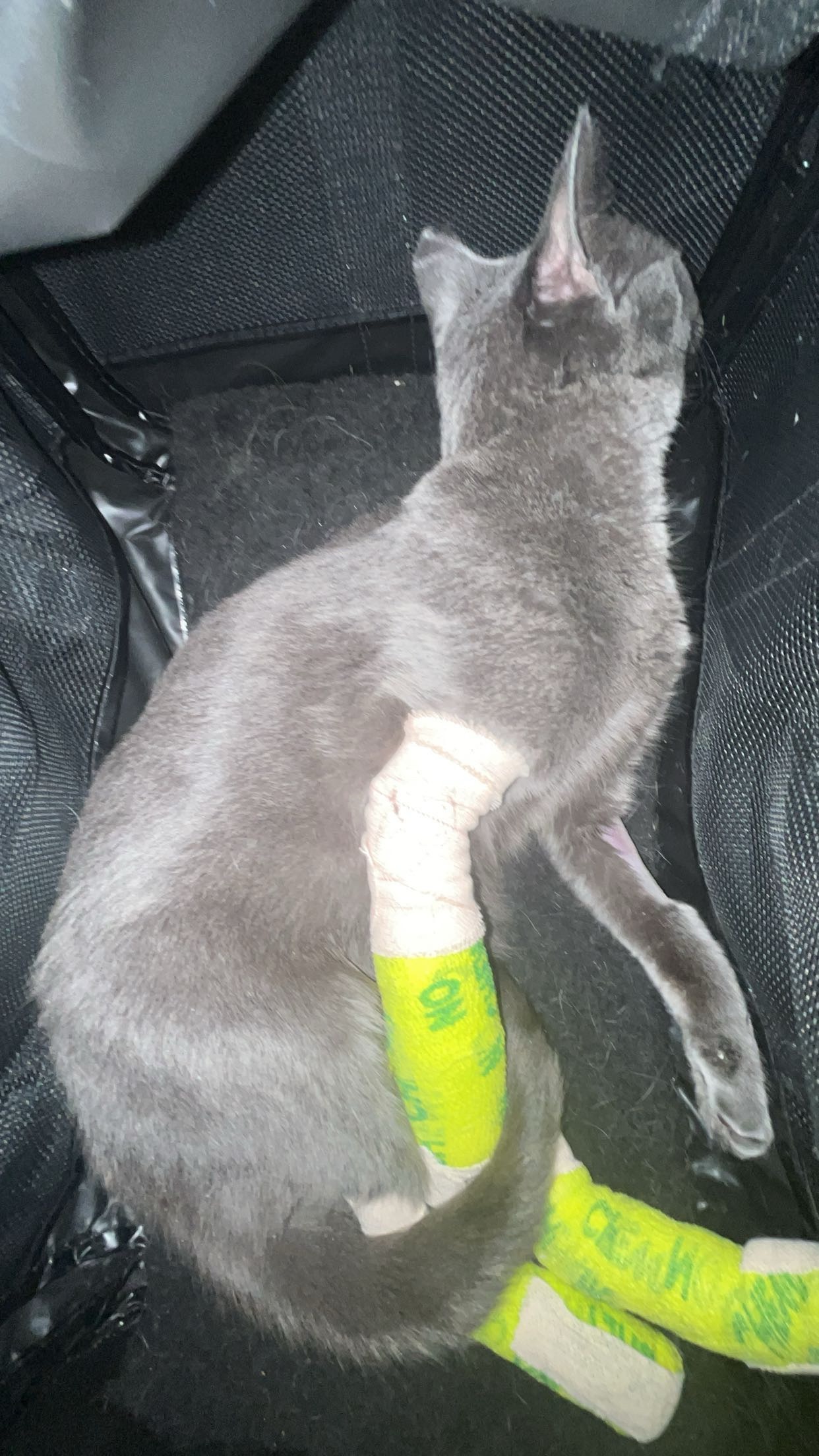 Help Viva after Her Accident — FHO Surgery Fun campaign photo, 7 of 8