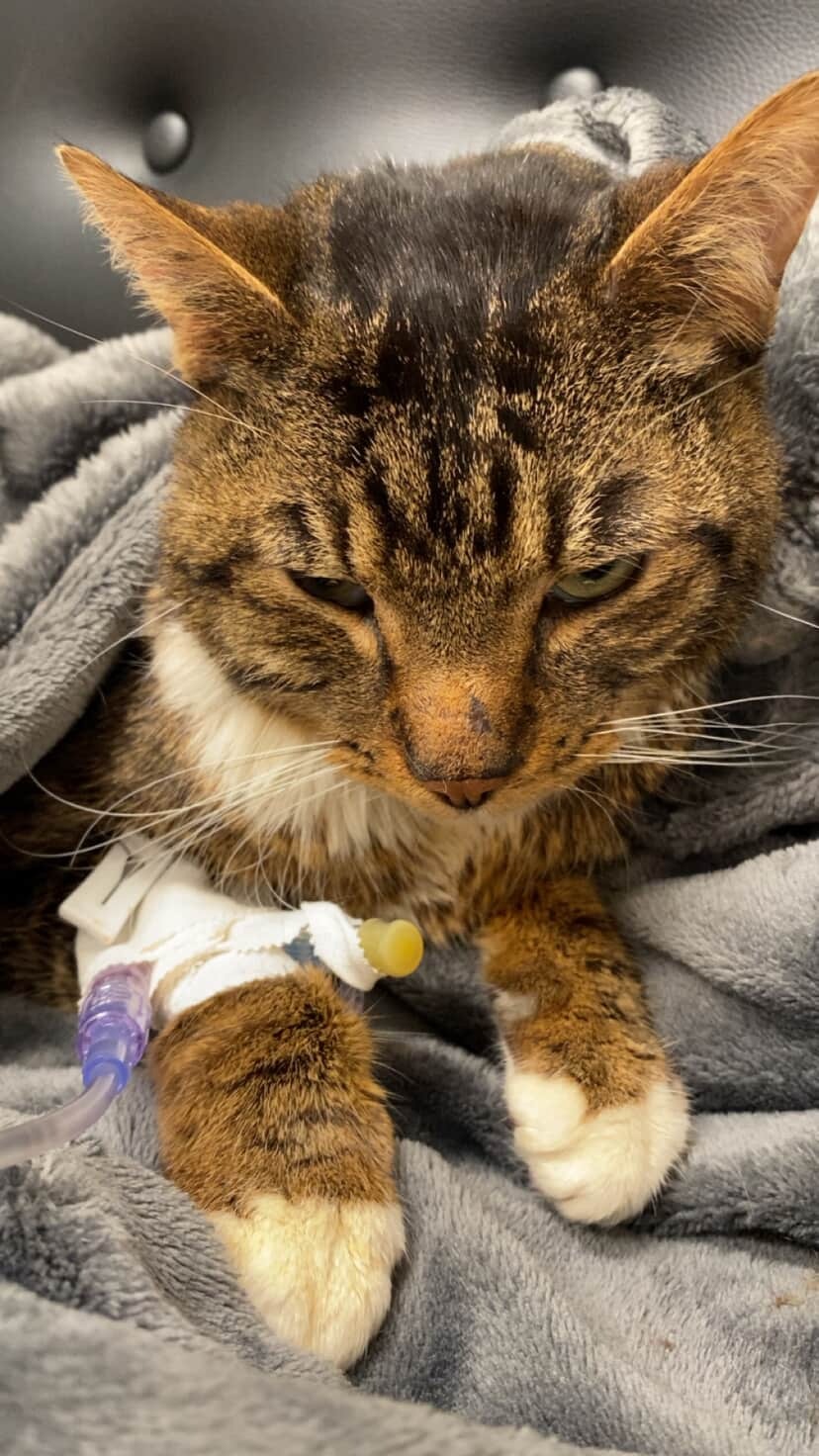 Help French Fry Heal: Support His Recovery campaign photo, 2 of 4