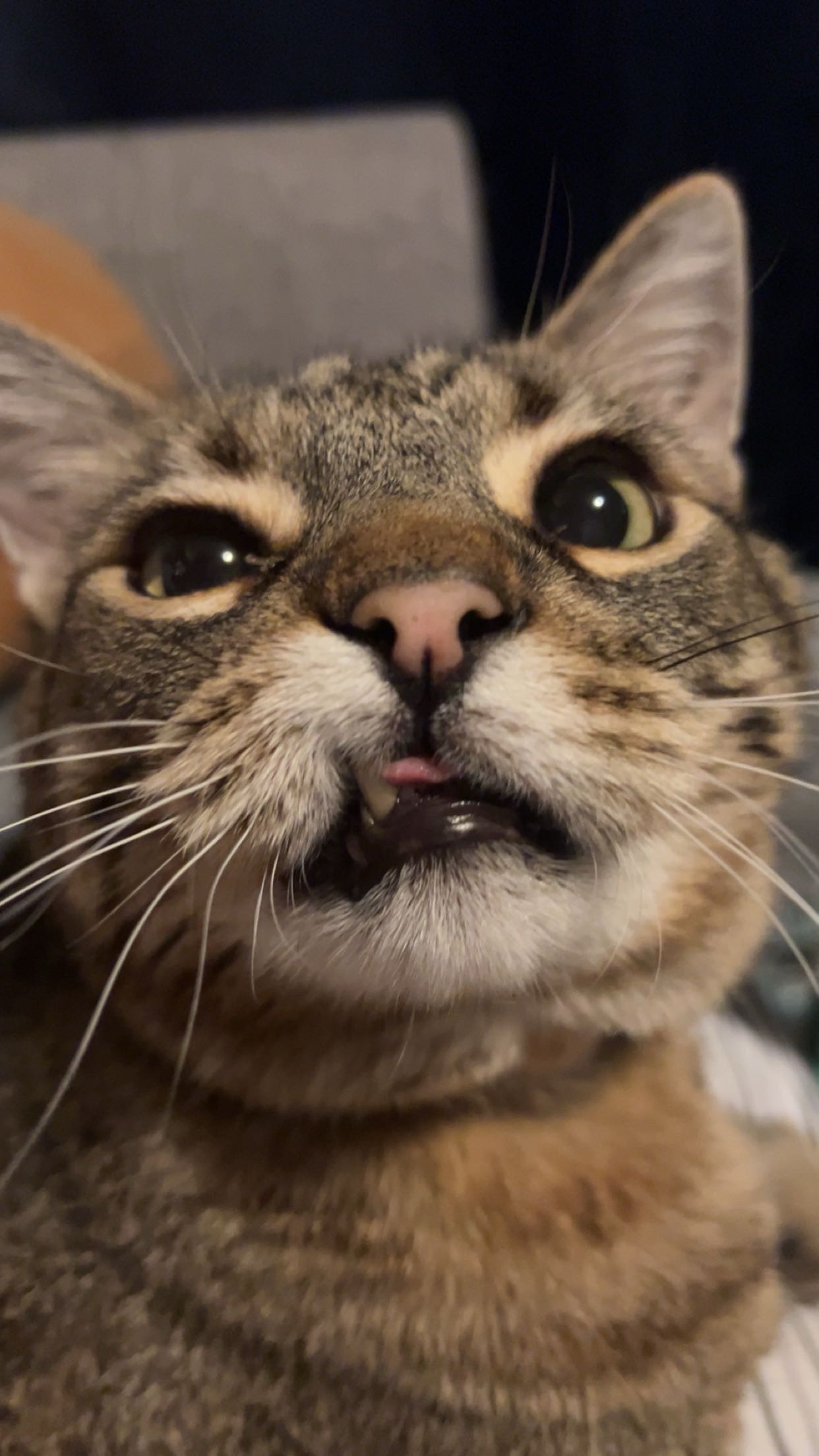Support Colonel Mustard's Emergency Vet Care and Expenses campaign photo, 7 of 8