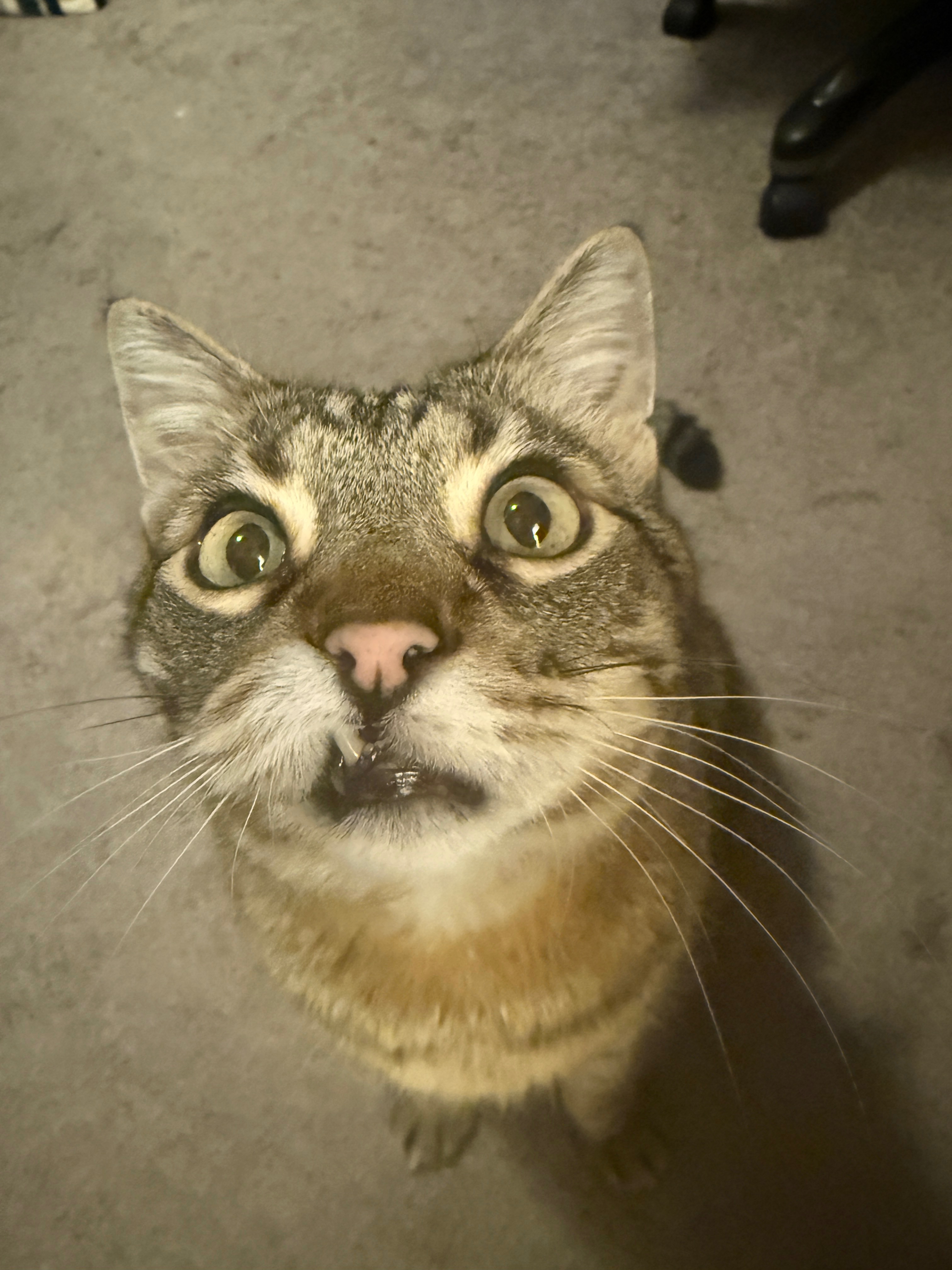 Support Colonel Mustard's Emergency Vet Care and Expenses campaign photo, 2 of 8