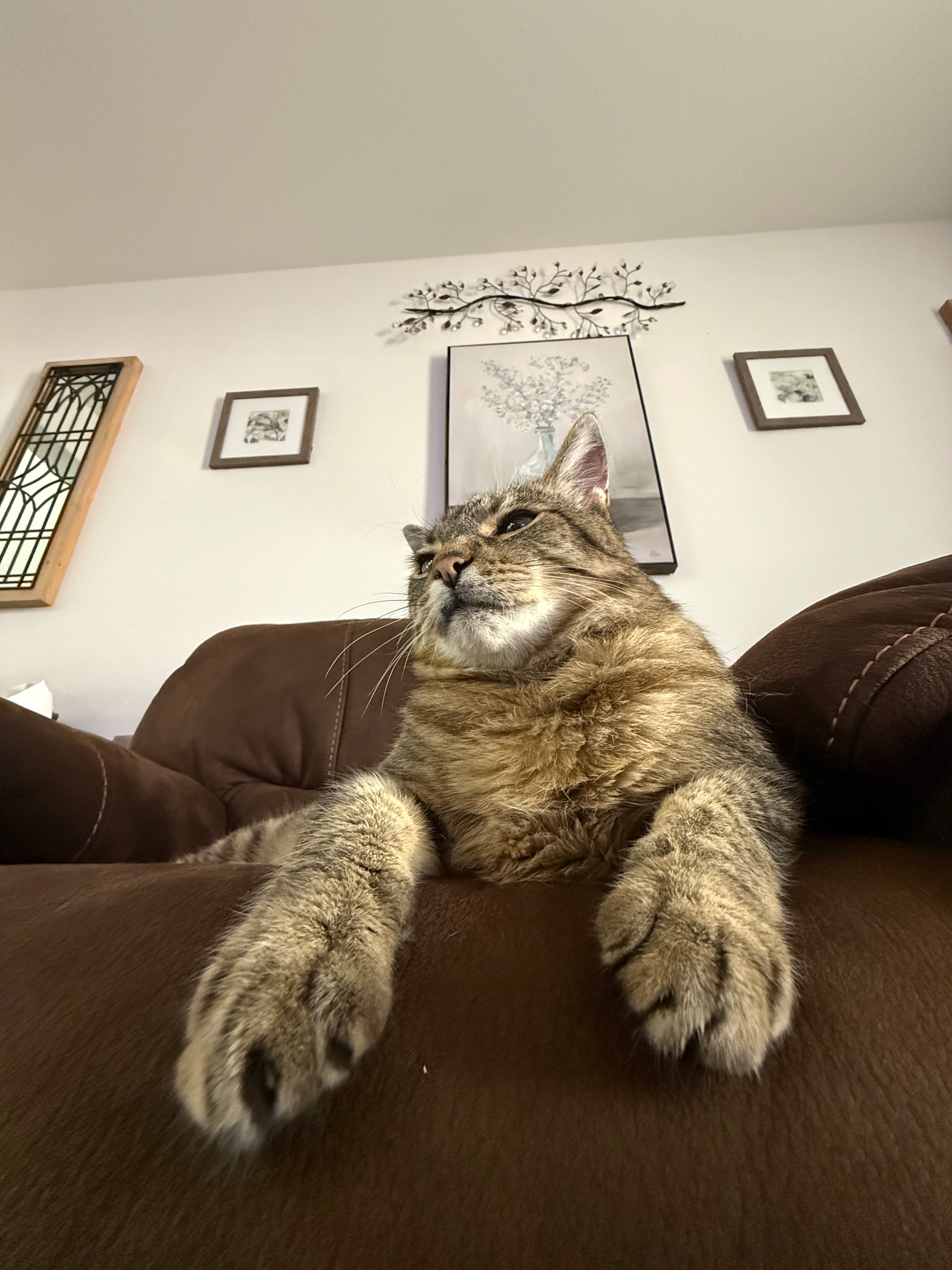 Support Colonel Mustard's Emergency Vet Care and Expenses campaign photo, 5 of 8