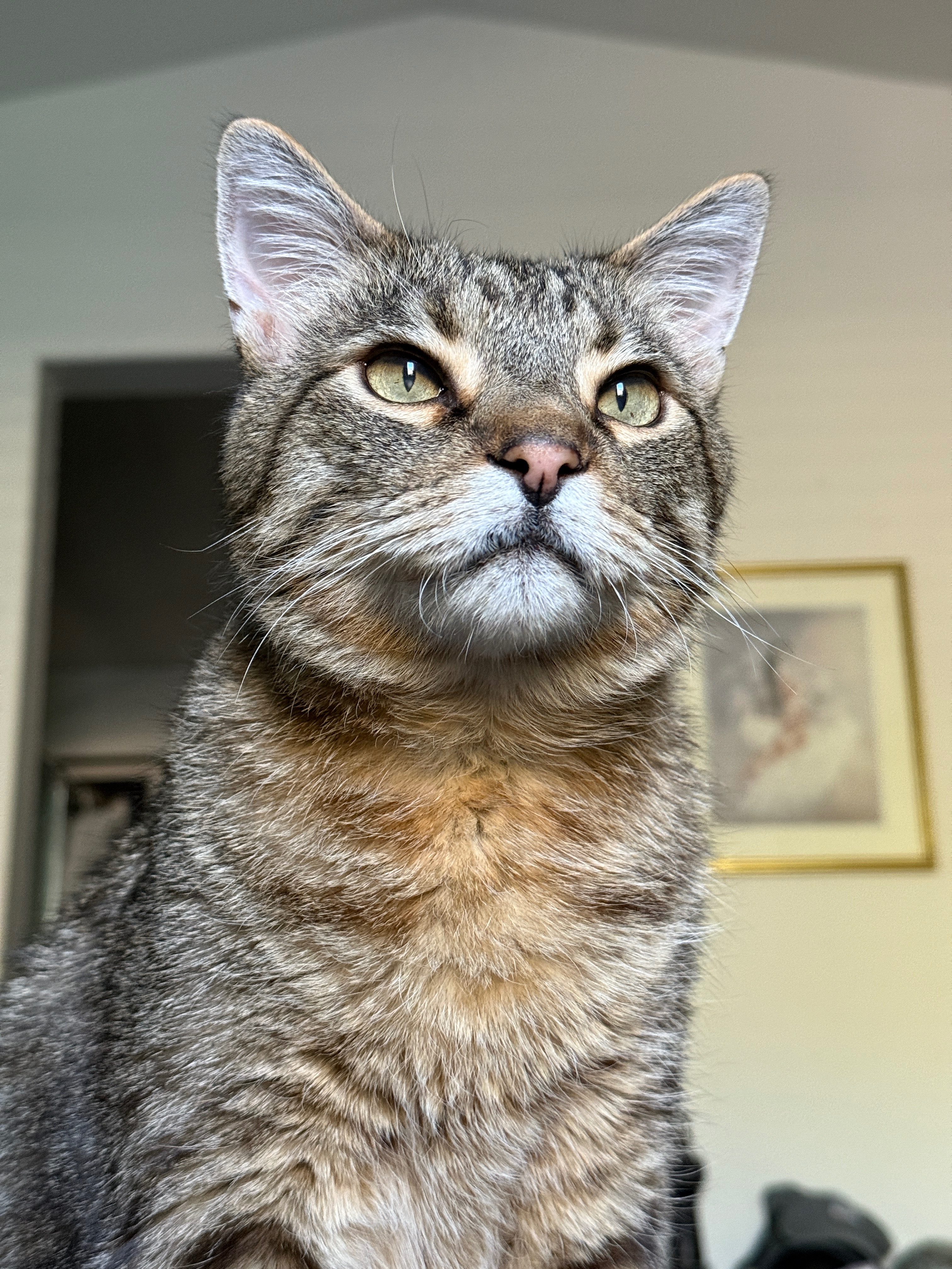 Support Colonel Mustard's Emergency Vet Care and Expenses campaign photo, 6 of 8