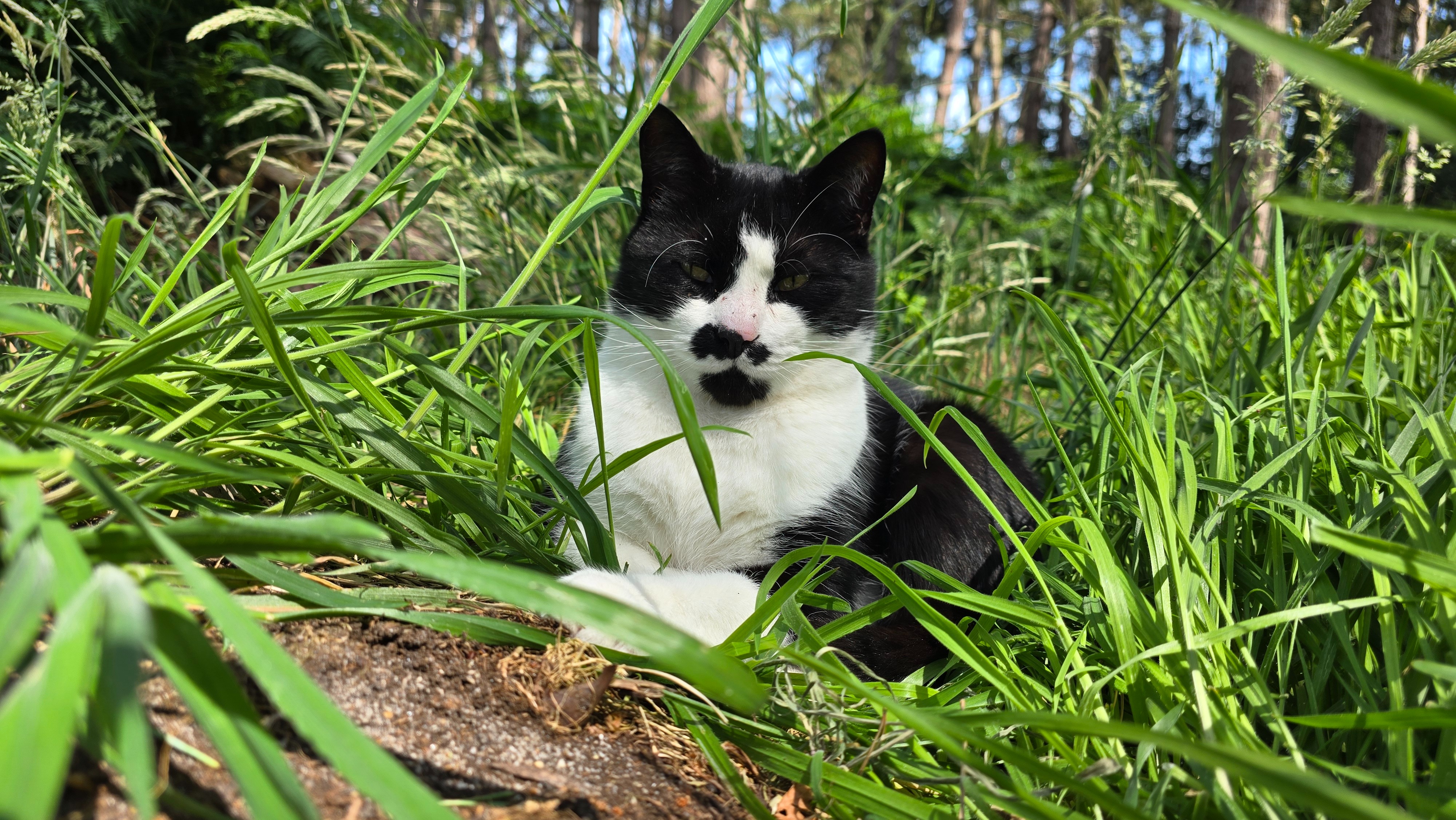 Collection for my beloved late Cat Smudge campaign photo, 4 of 5