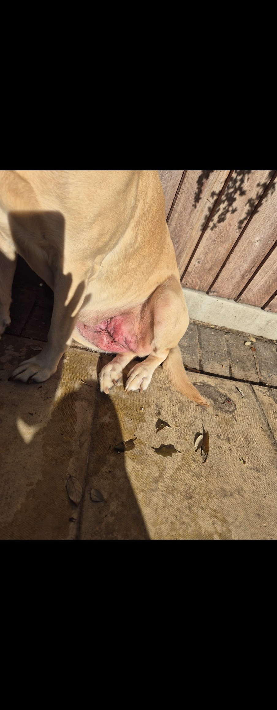 money to put the dog to sleep, she has cancer and rashes campaign photo, 4 of 5