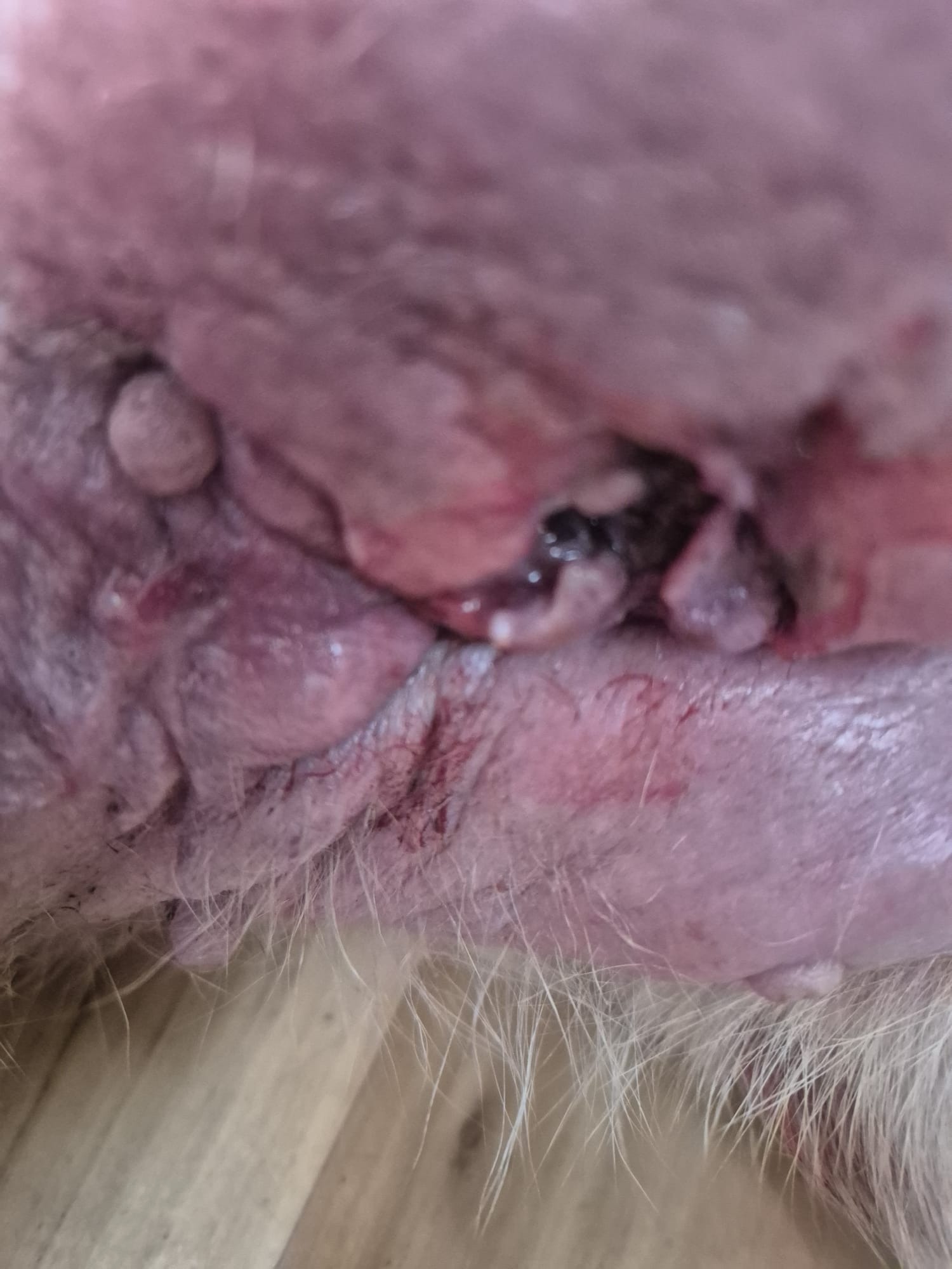 money to put the dog to sleep, she has cancer and rashes campaign photo, 2 of 5