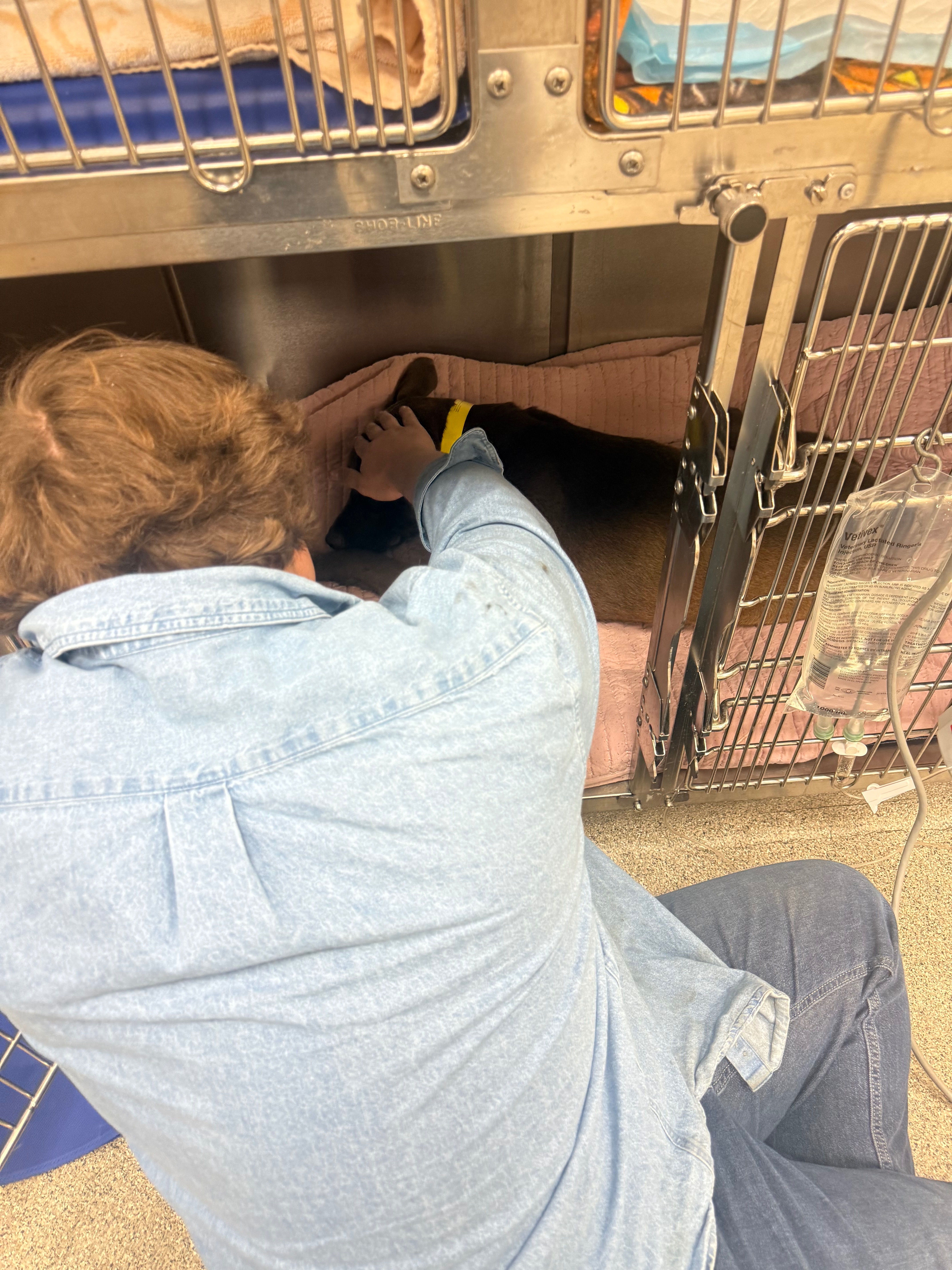 Give a Stray Dog a Second Chance campaign photo, 4 of 8