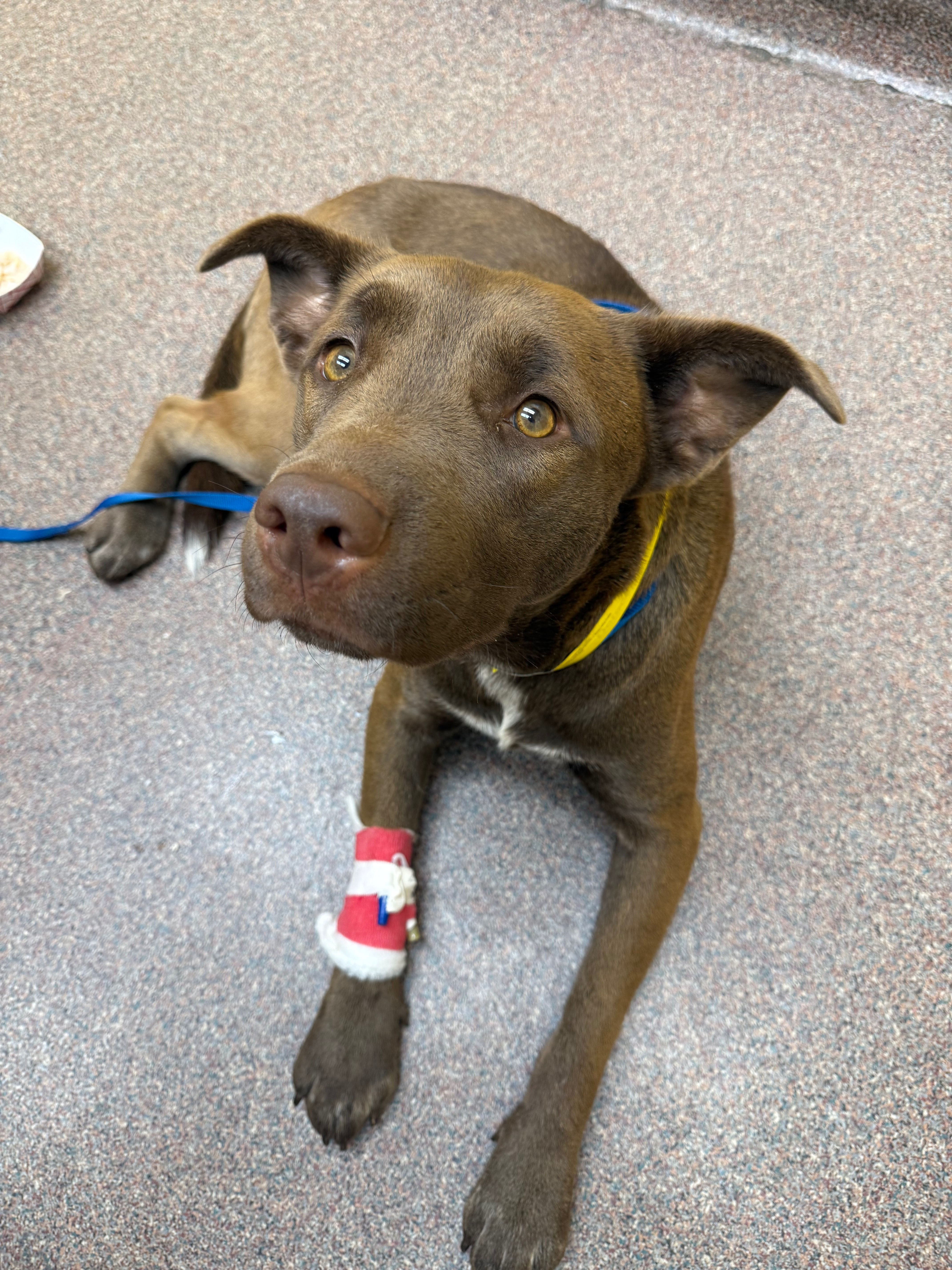 Give a Stray Dog a Second Chance campaign photo, 5 of 8