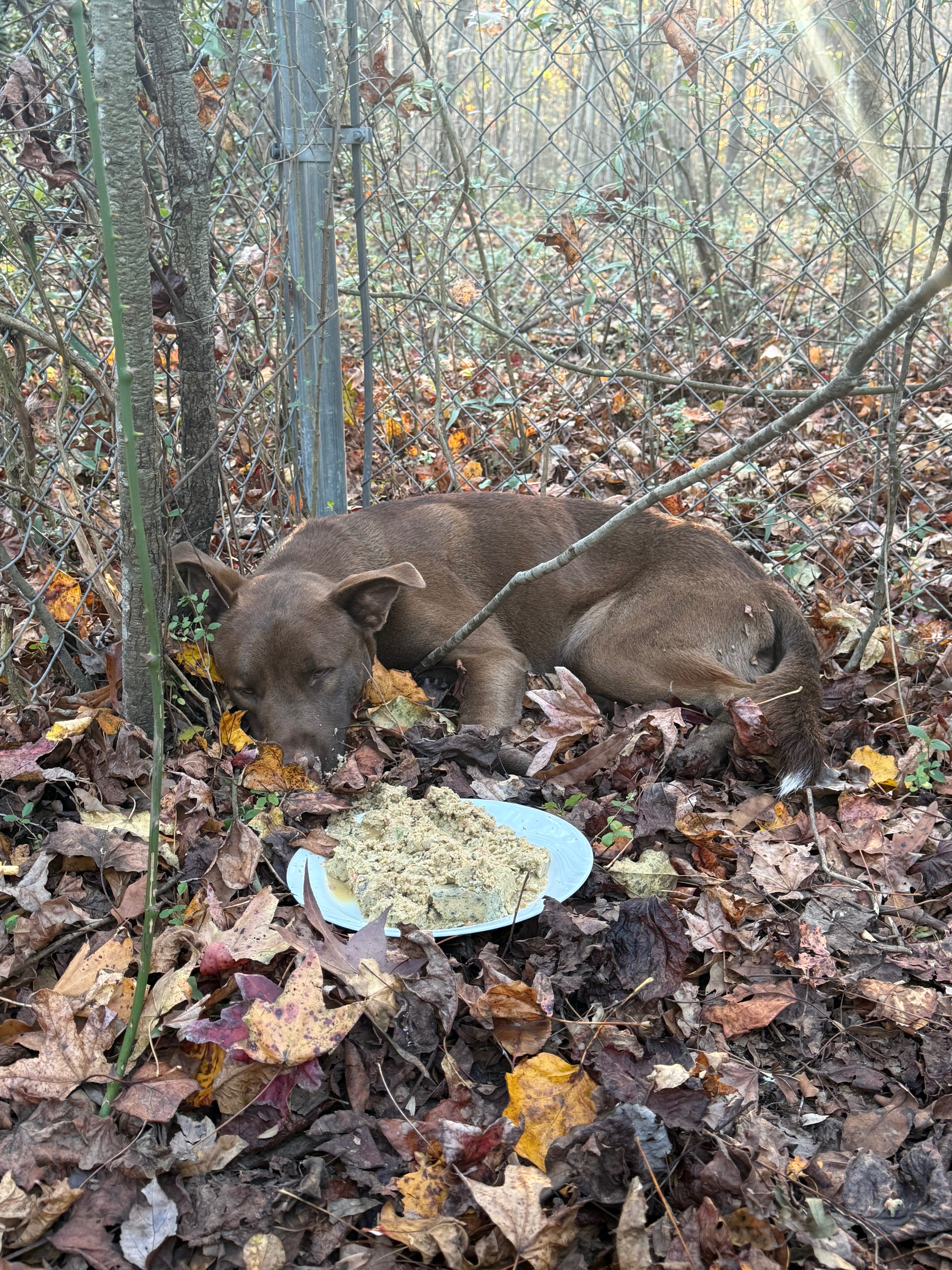 Give a Stray Dog a Second Chance campaign photo, 6 of 8