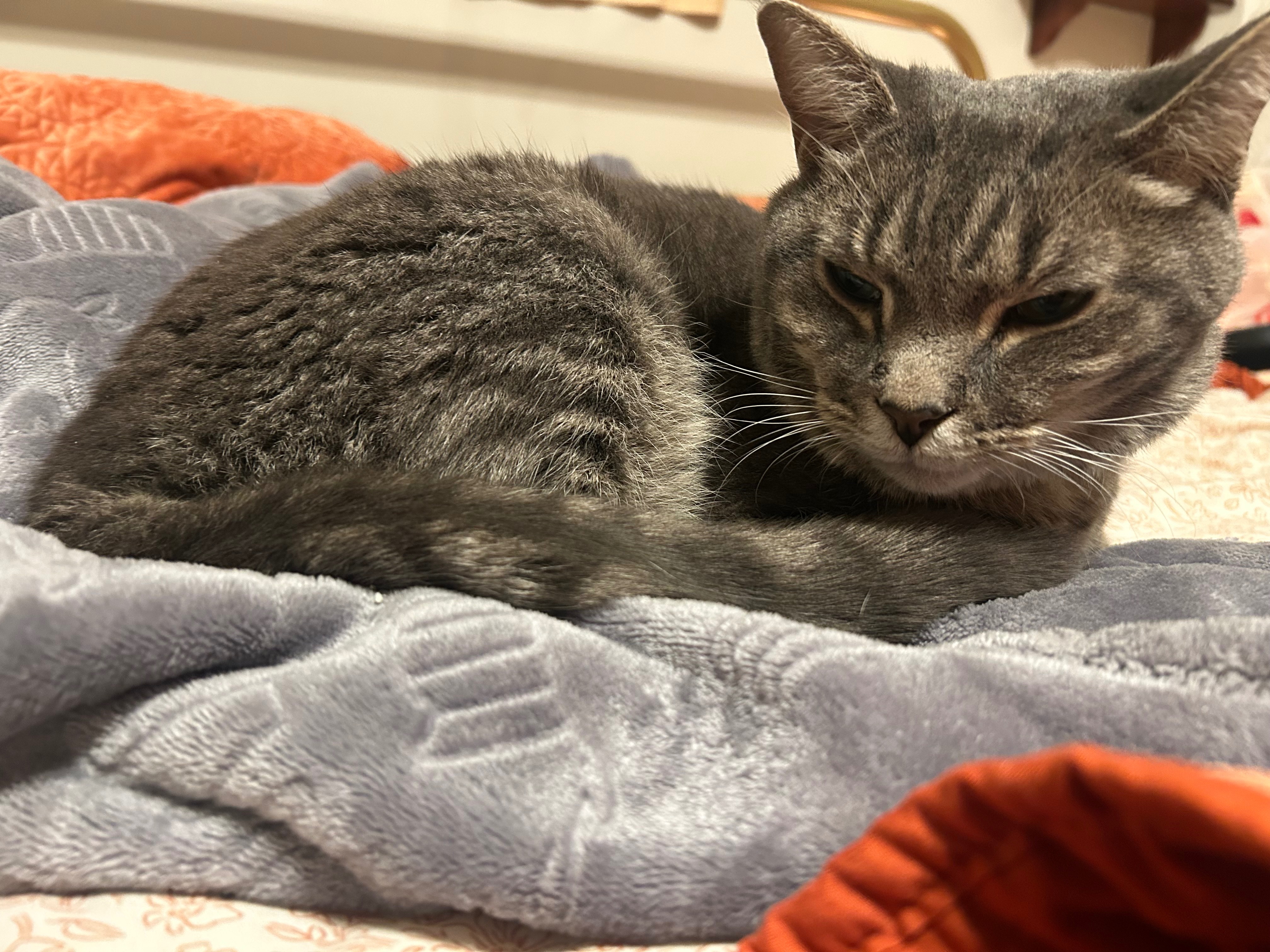 Support Fig’s Emergency Vet Treatment campaign photo, 2 of 7