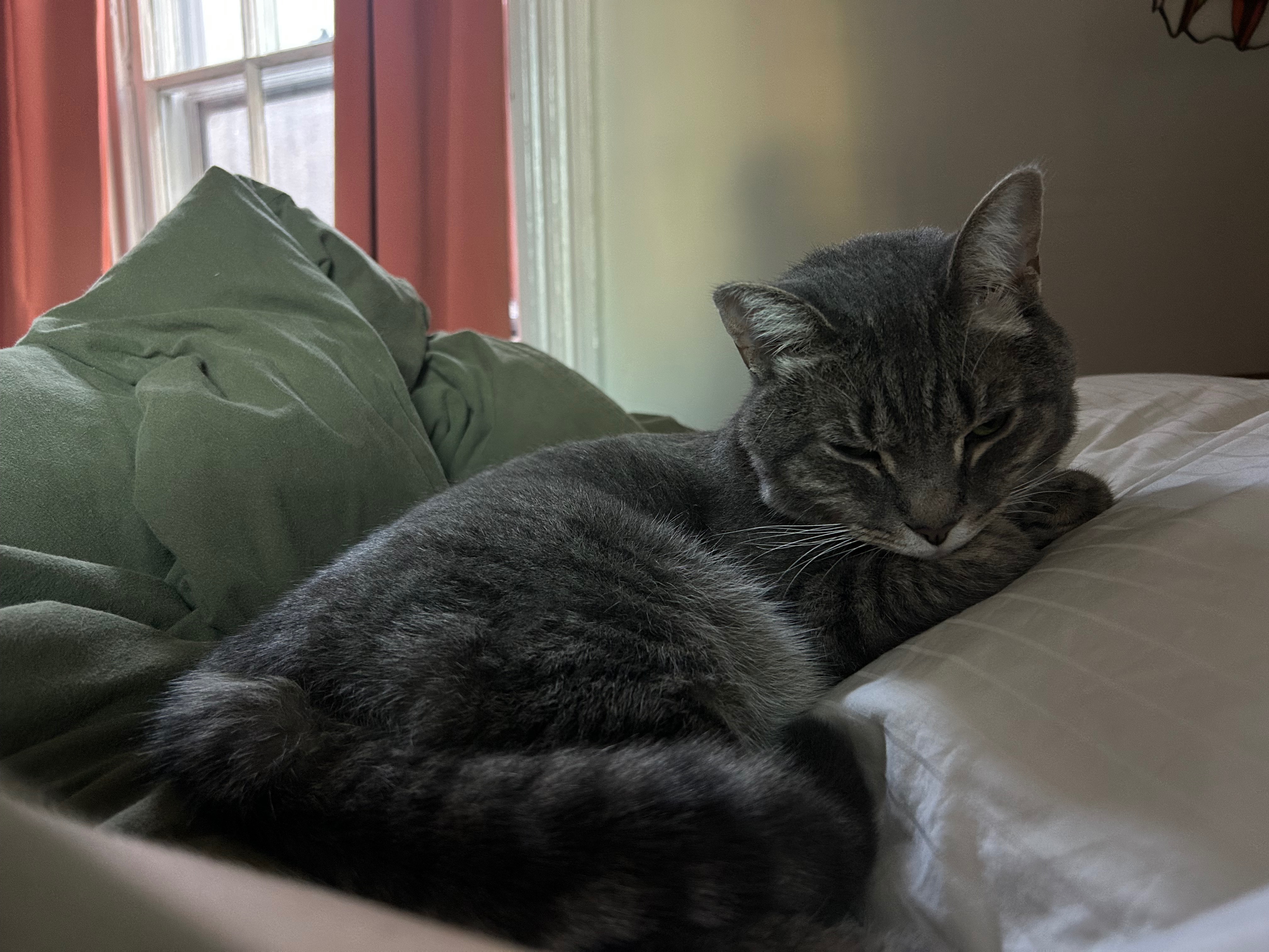 Support Fig’s Emergency Vet Treatment campaign photo, 5 of 7