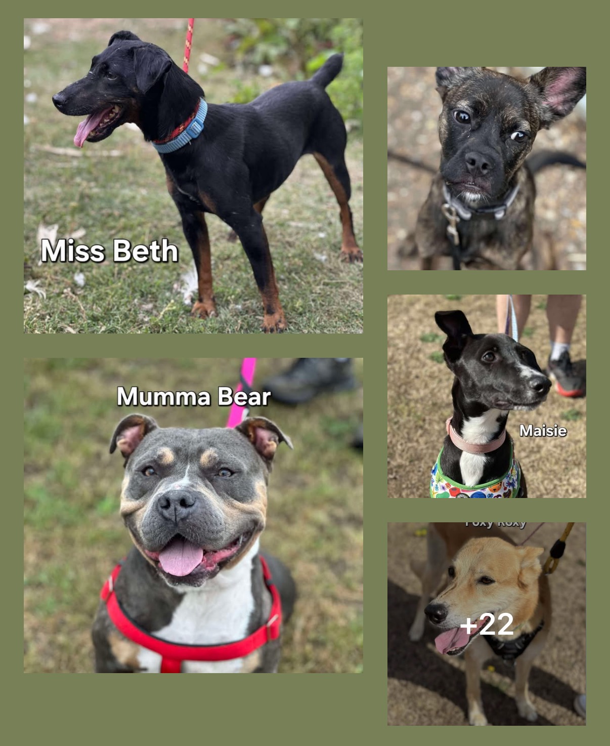 Nanna Animal Rescue campaign photo, 7 of 8
