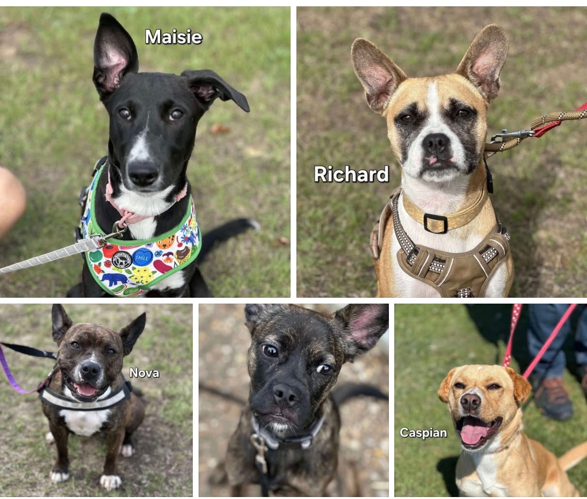 Nanna Animal Rescue campaign photo, 2 of 8