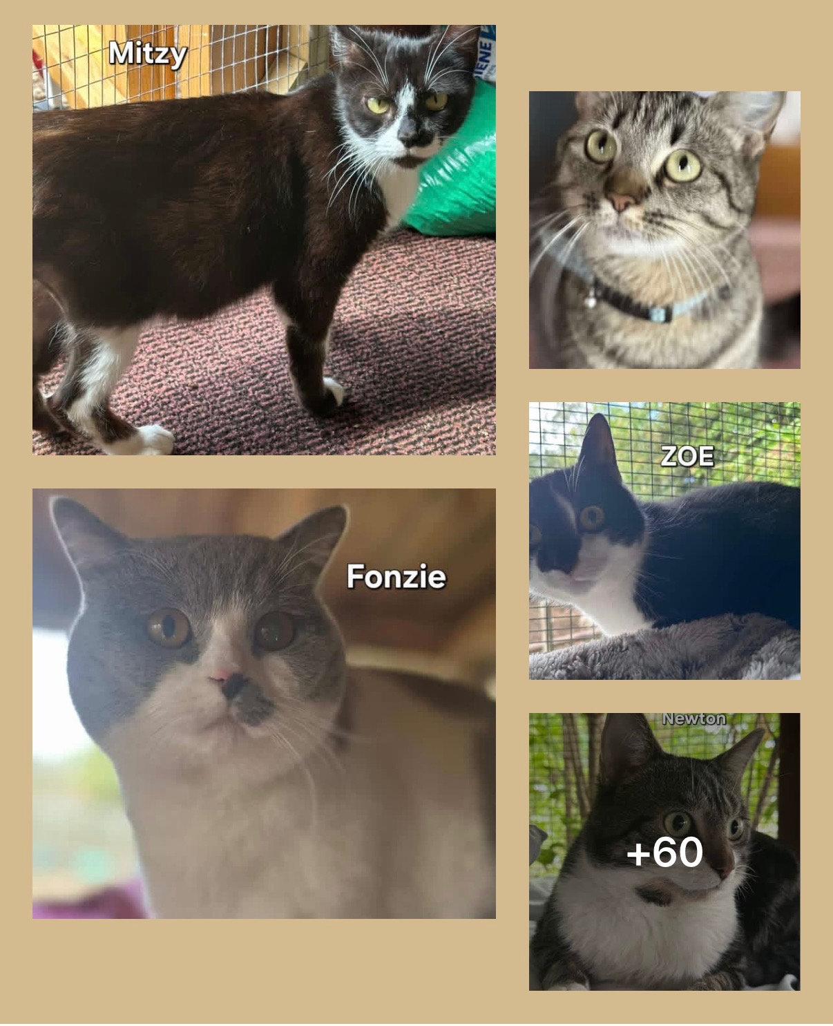 Nanna Animal Rescue campaign photo, 4 of 8