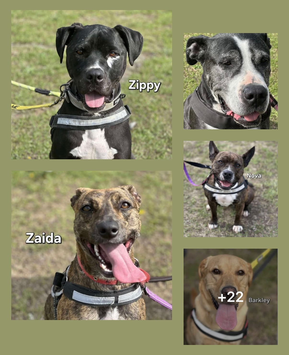 Nanna Animal Rescue campaign photo, 5 of 8
