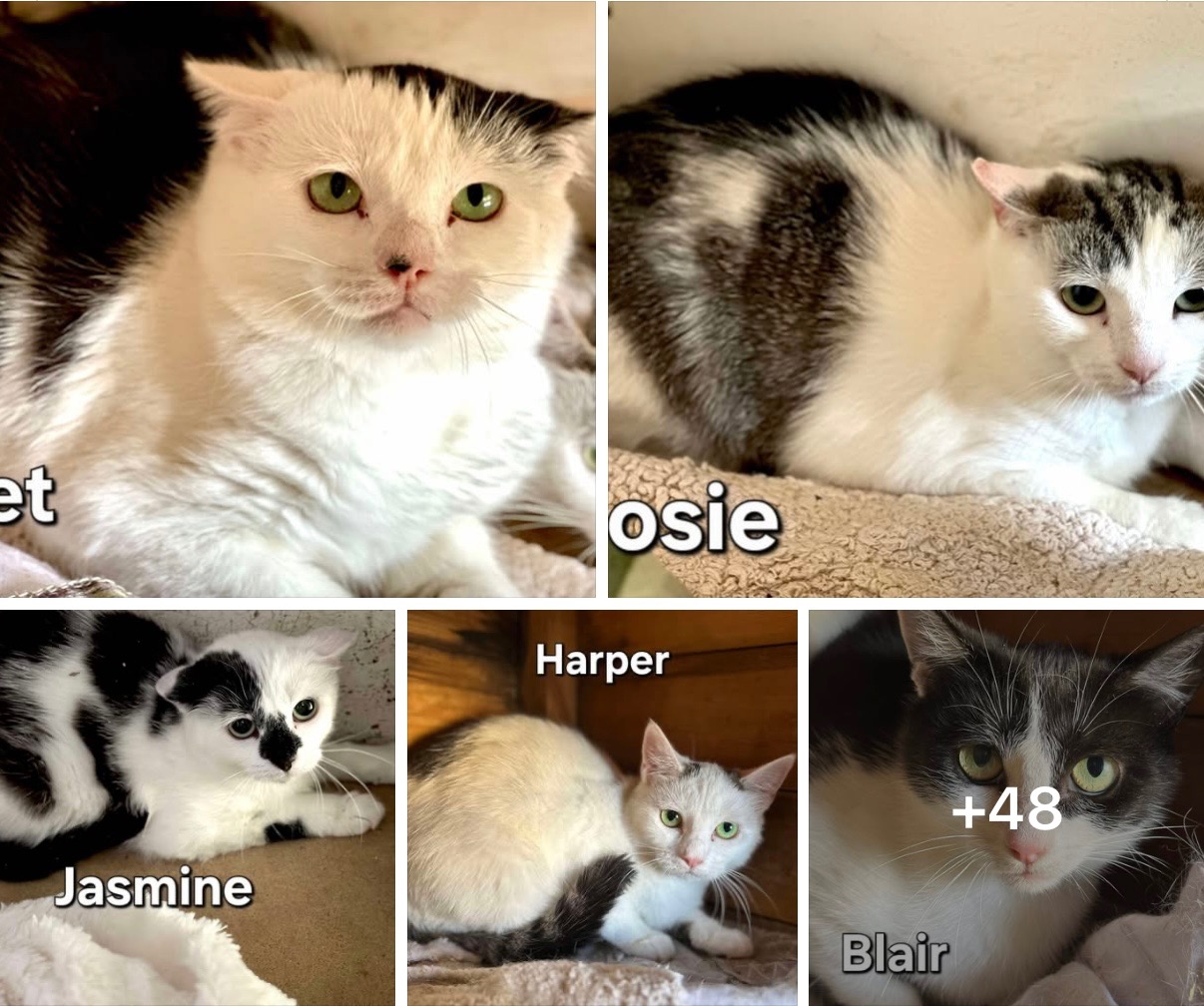 Nanna Animal Rescue campaign photo, 6 of 8