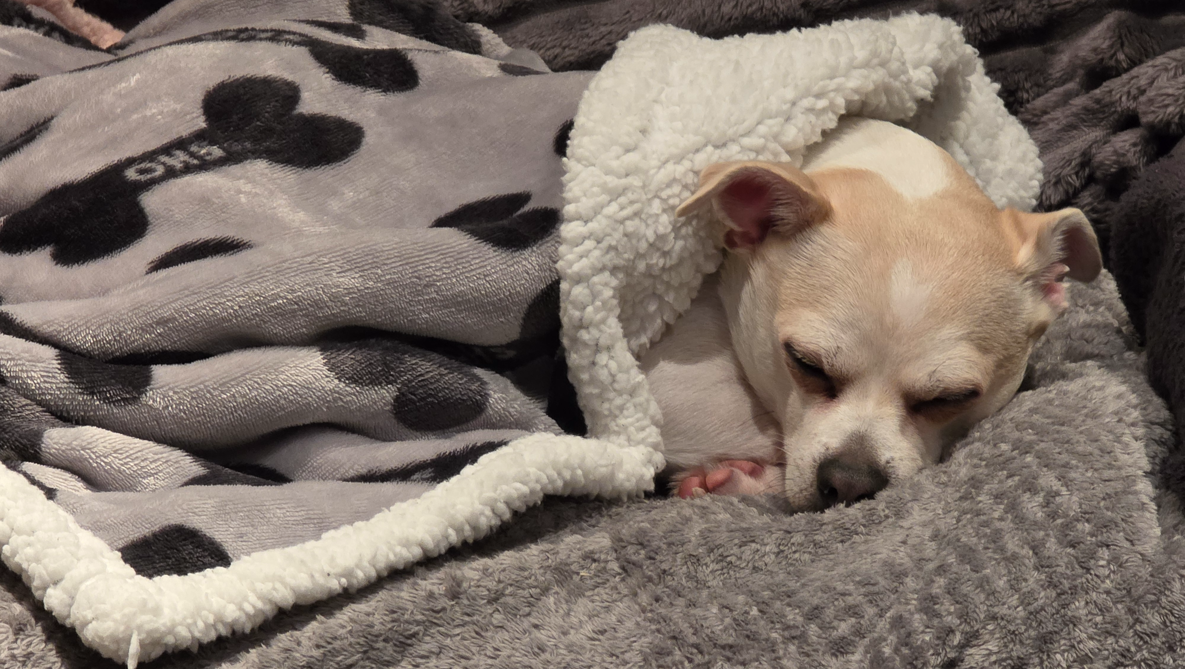 Update, ted needs another new scan and biopsy. Please help! photo