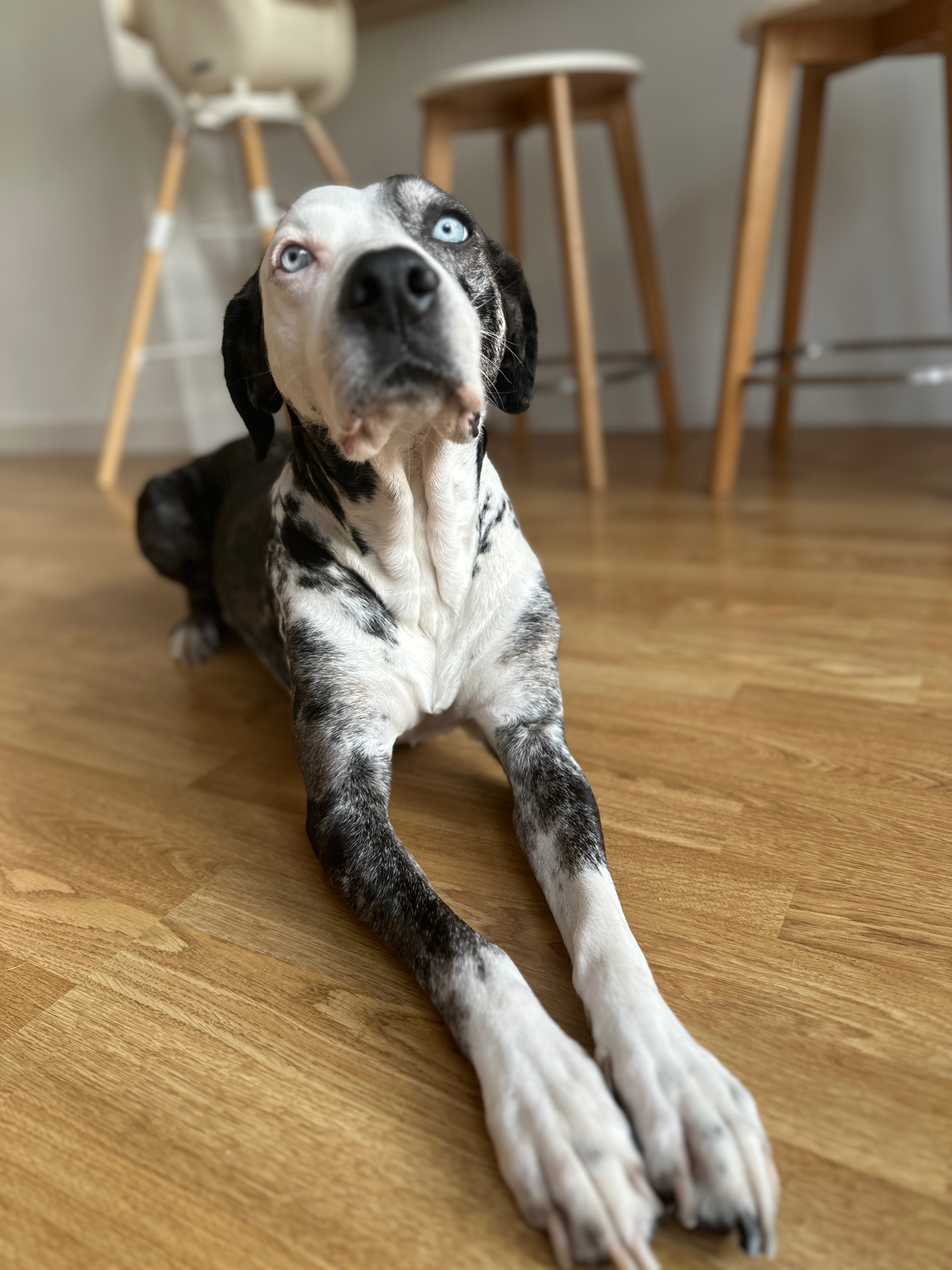 Help Save Tora – Our Rescue Dog Needs Emergency Surgery campaign photo, 6 of 7