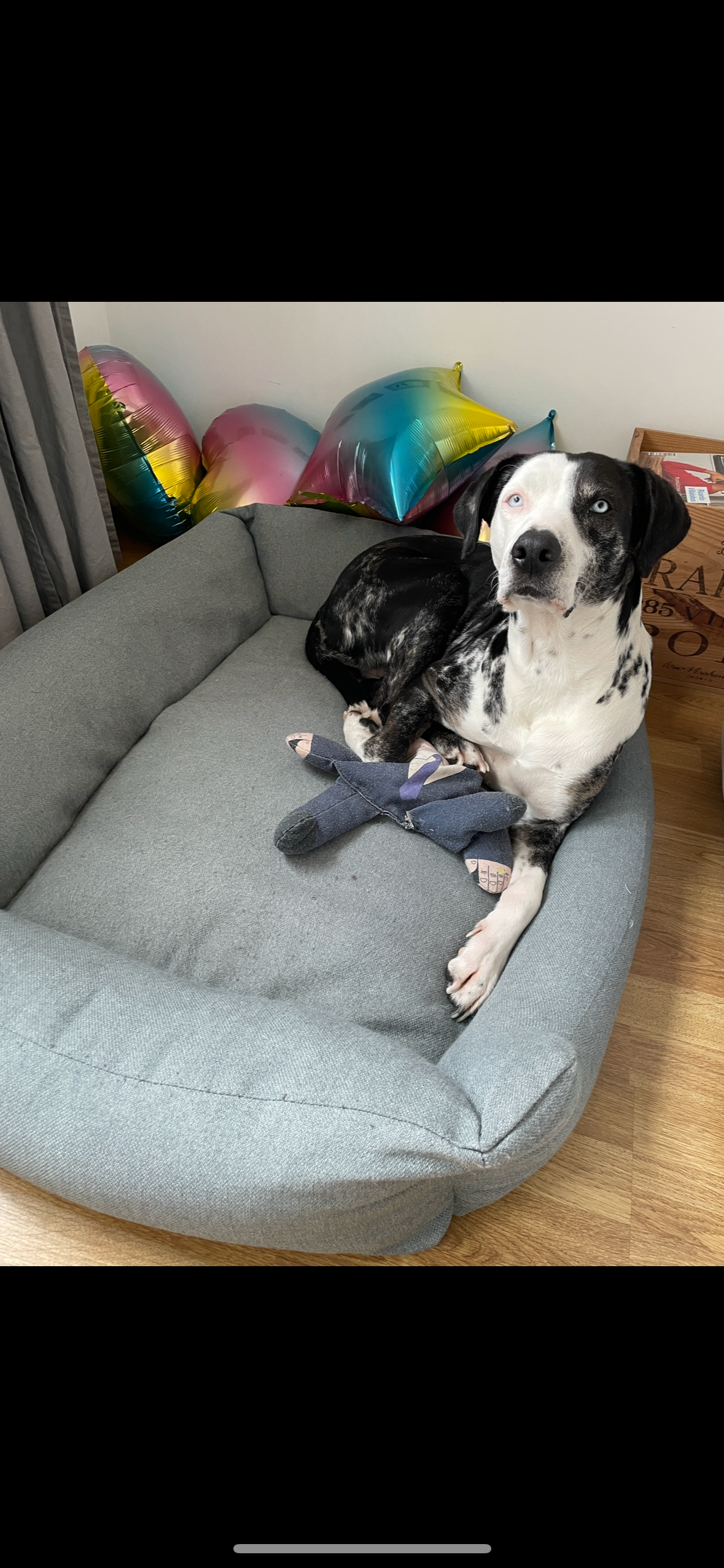 Help Save Tora – Our Rescue Dog Needs Emergency Surgery campaign photo, 2 of 7