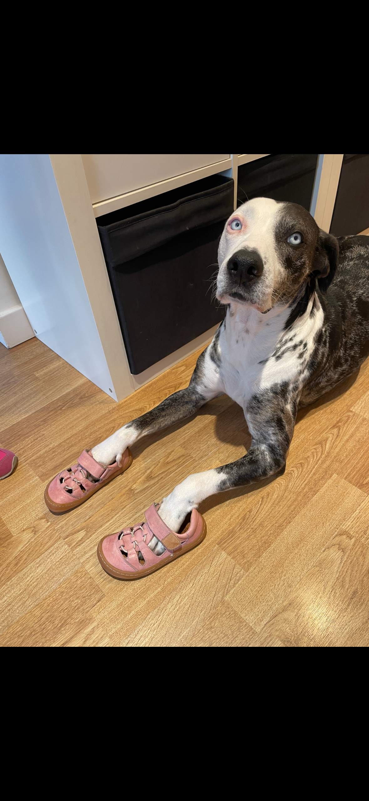 Help Save Tora – Our Rescue Dog Needs Emergency Surgery campaign photo, 4 of 7