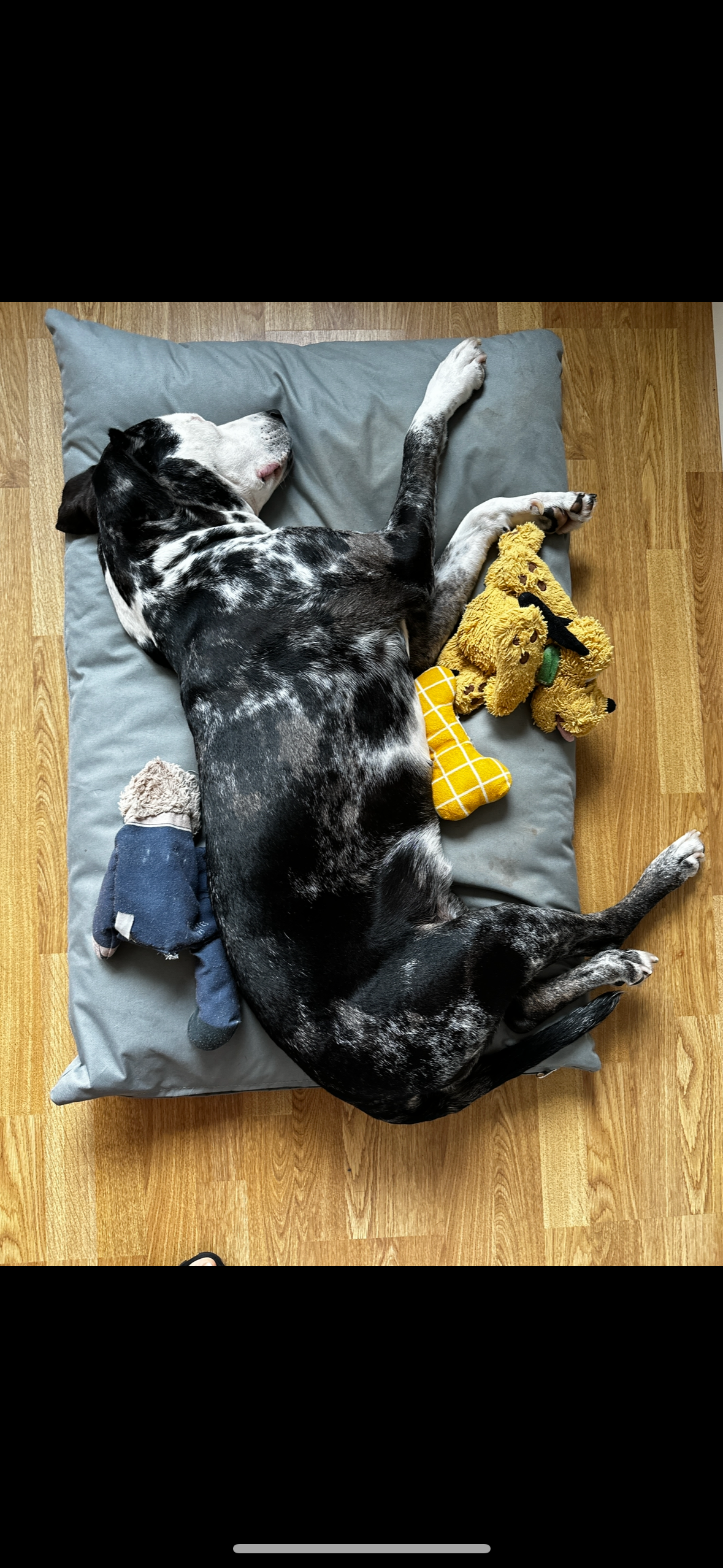 Help Save Tora – Our Rescue Dog Needs Emergency Surgery campaign photo, 5 of 7