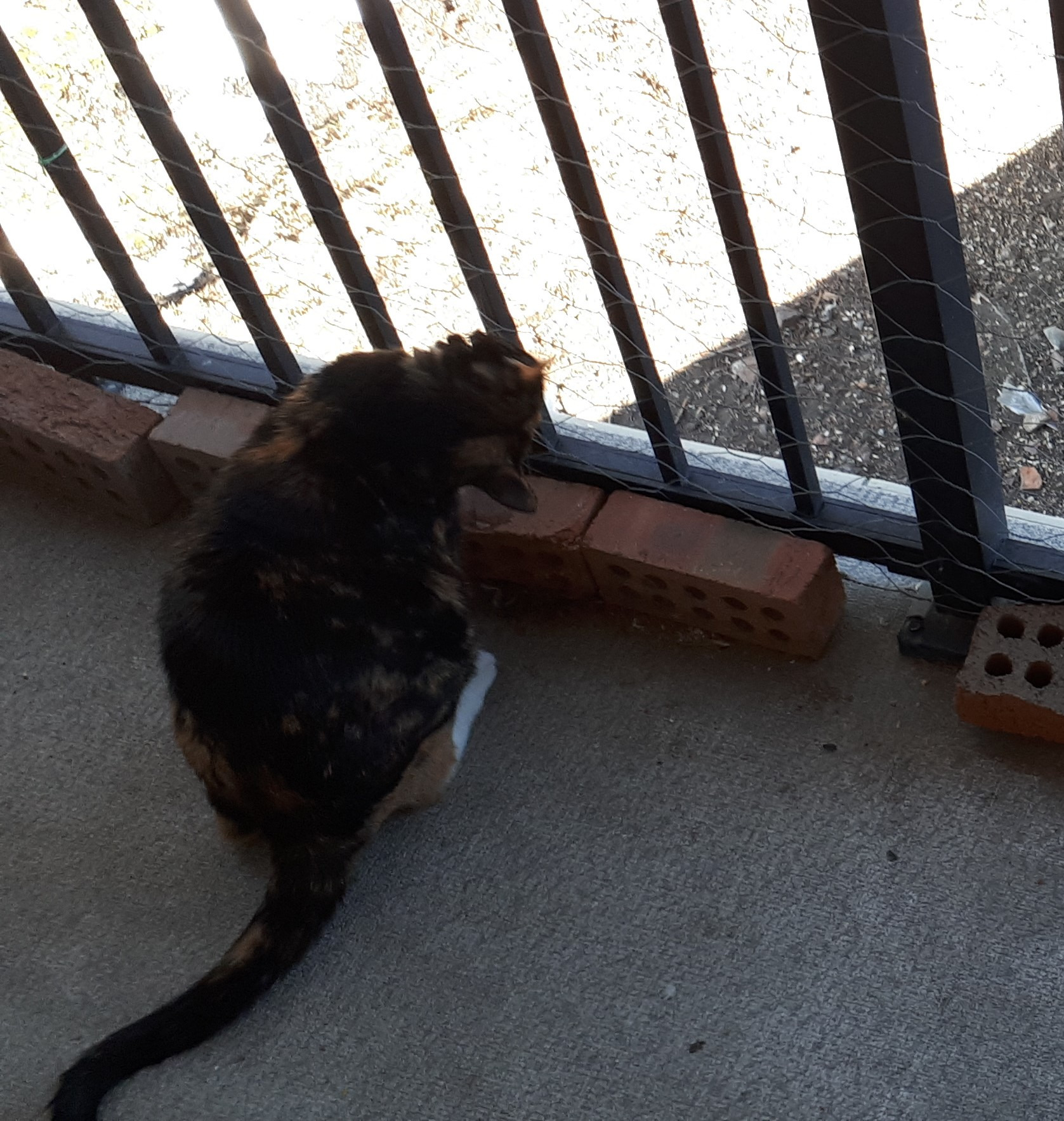 User-uploaded image 1