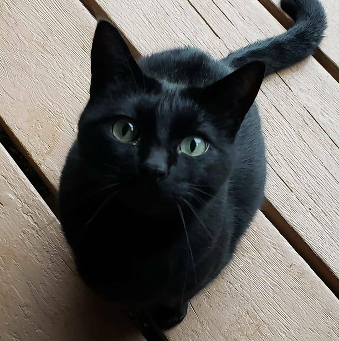 Help Vikki Feed Abandoned Cats campaign photo, 2 of 8