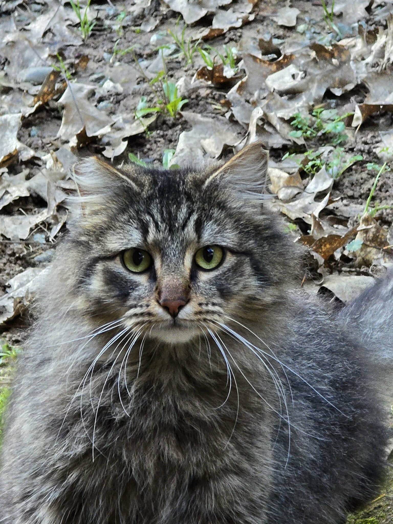 Help Vikki Feed Abandoned Cats campaign photo, 4 of 8