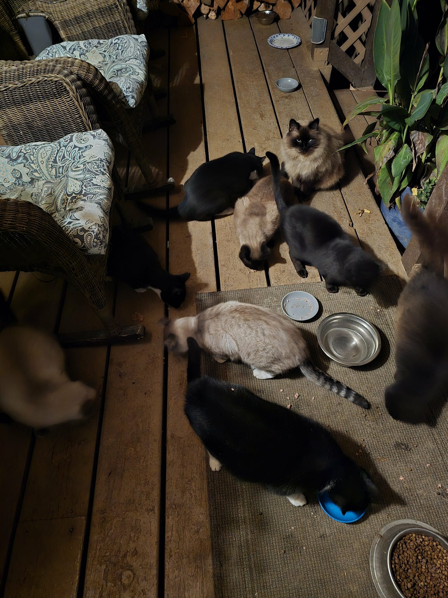 Help Vikki Feed Abandoned Cats campaign photo, 5 of 8