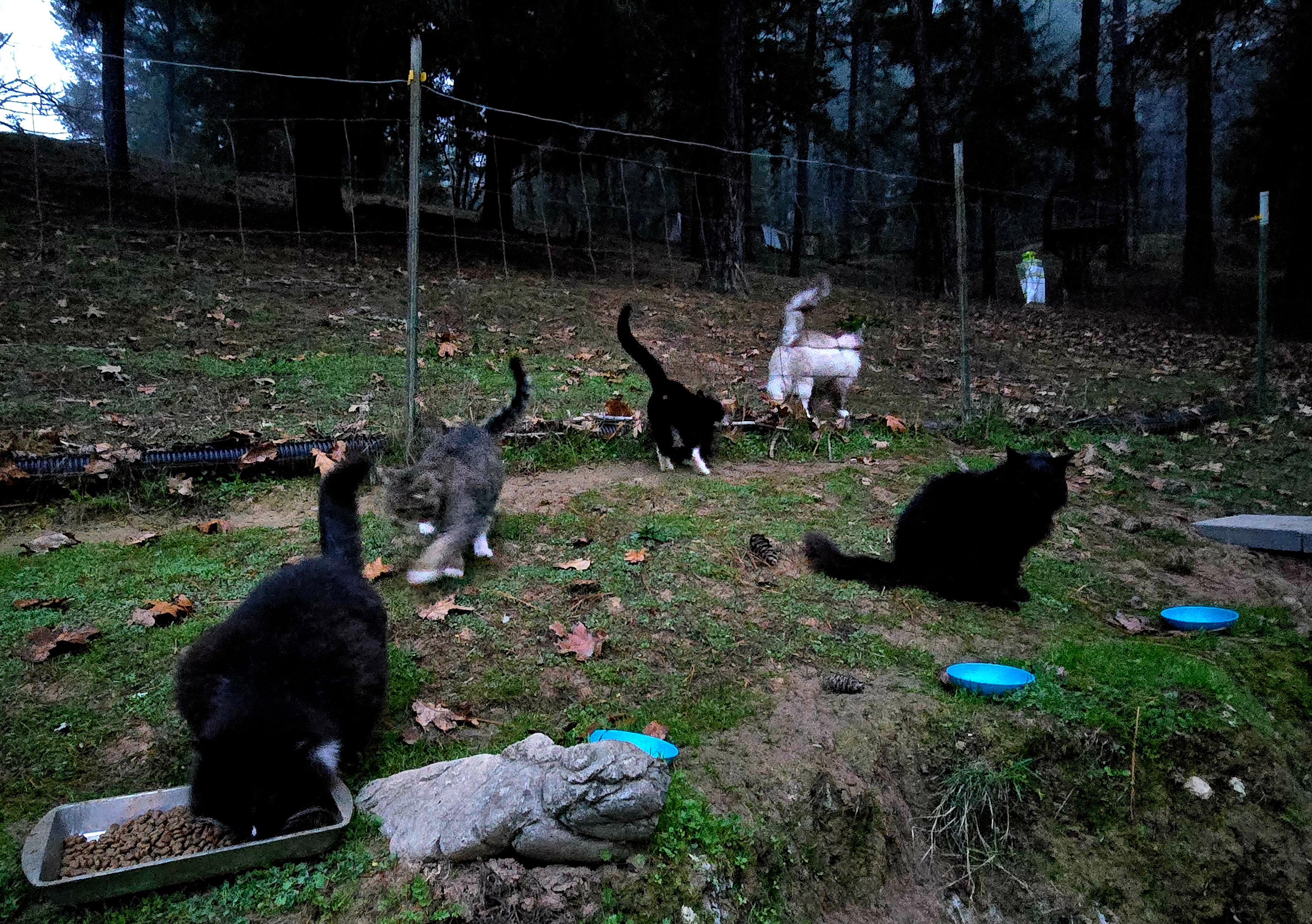 Help Vikki Feed Abandoned Cats campaign photo, 6 of 8