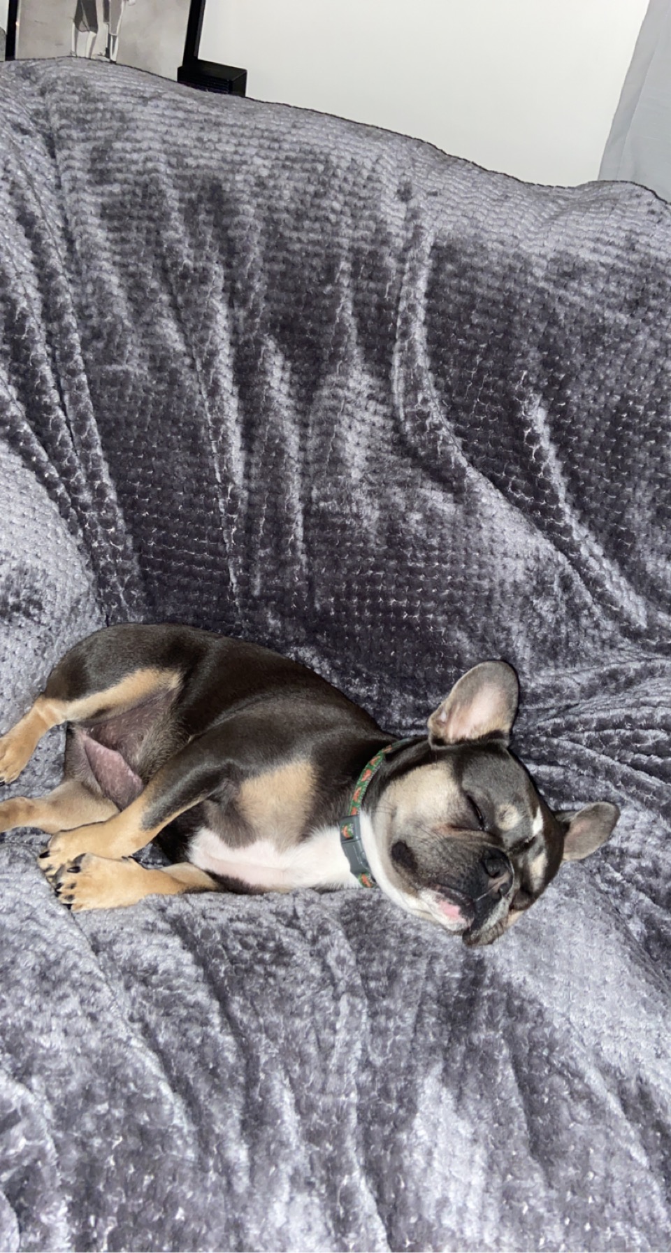 Support Dolce’s IVDD Spinal Surgery campaign photo, 5 of 8