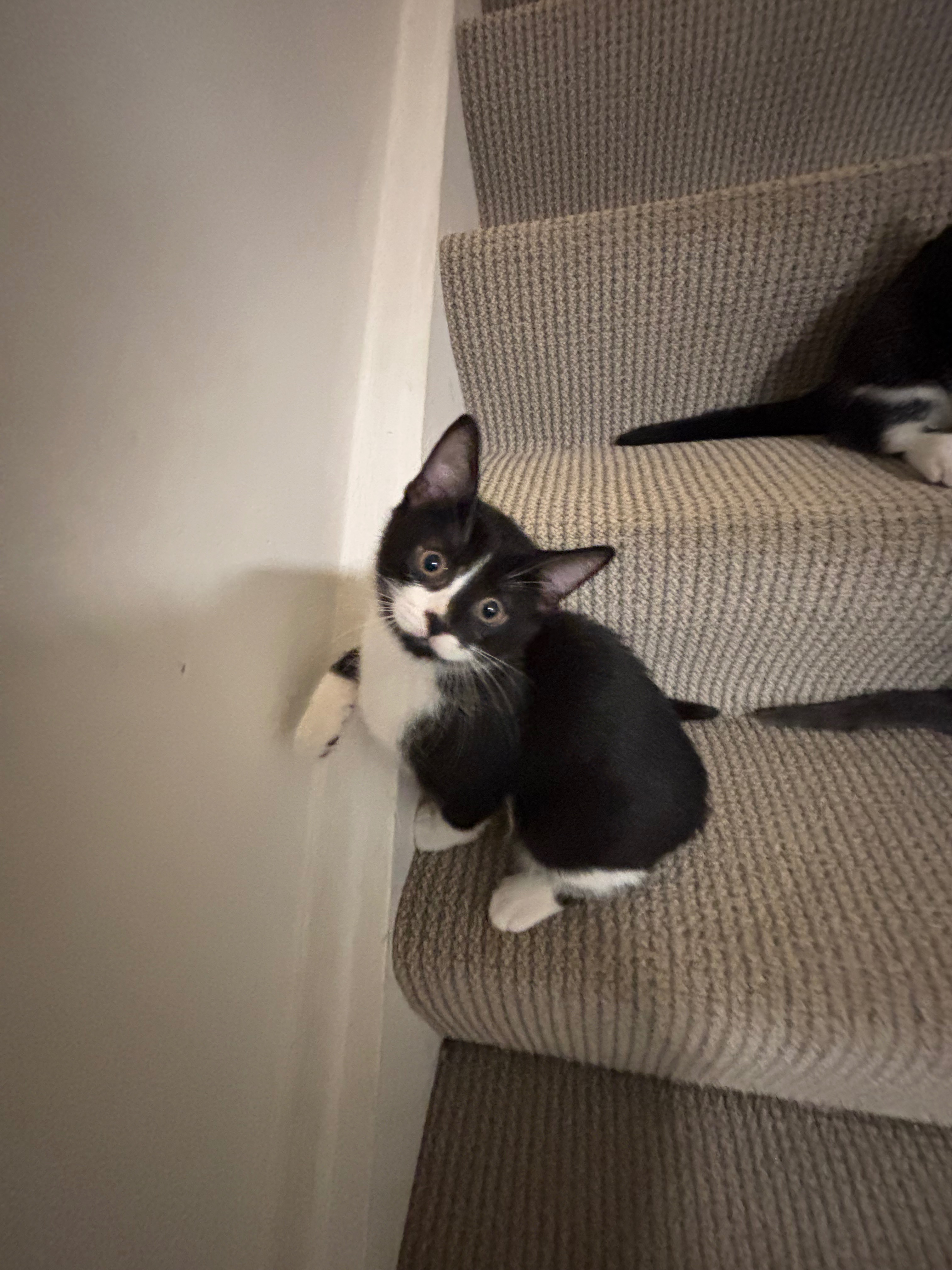 Help Momma Cat & Her Babies campaign photo, 7 of 8
