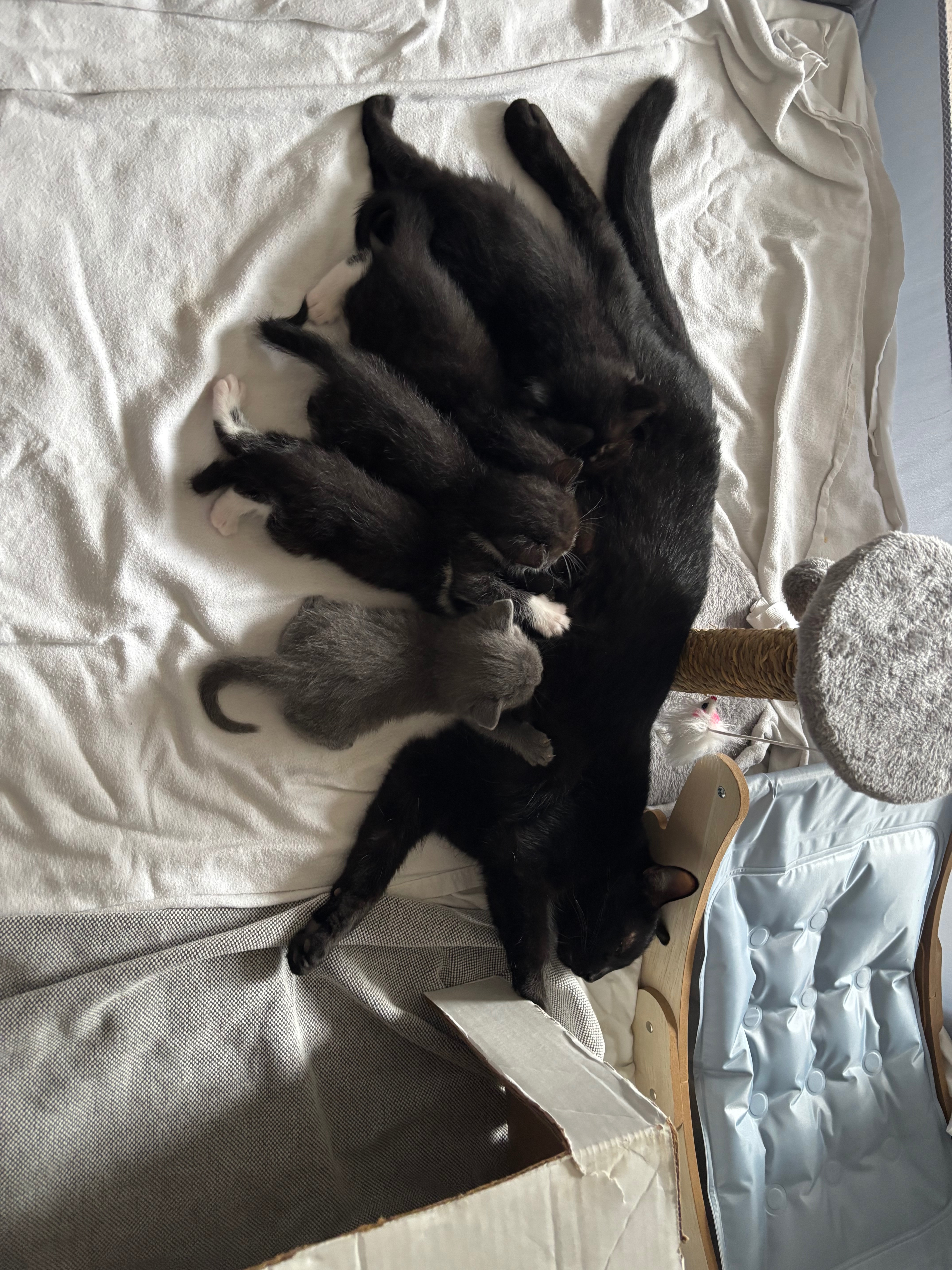 Help Momma Cat & Her Babies campaign photo, 6 of 8