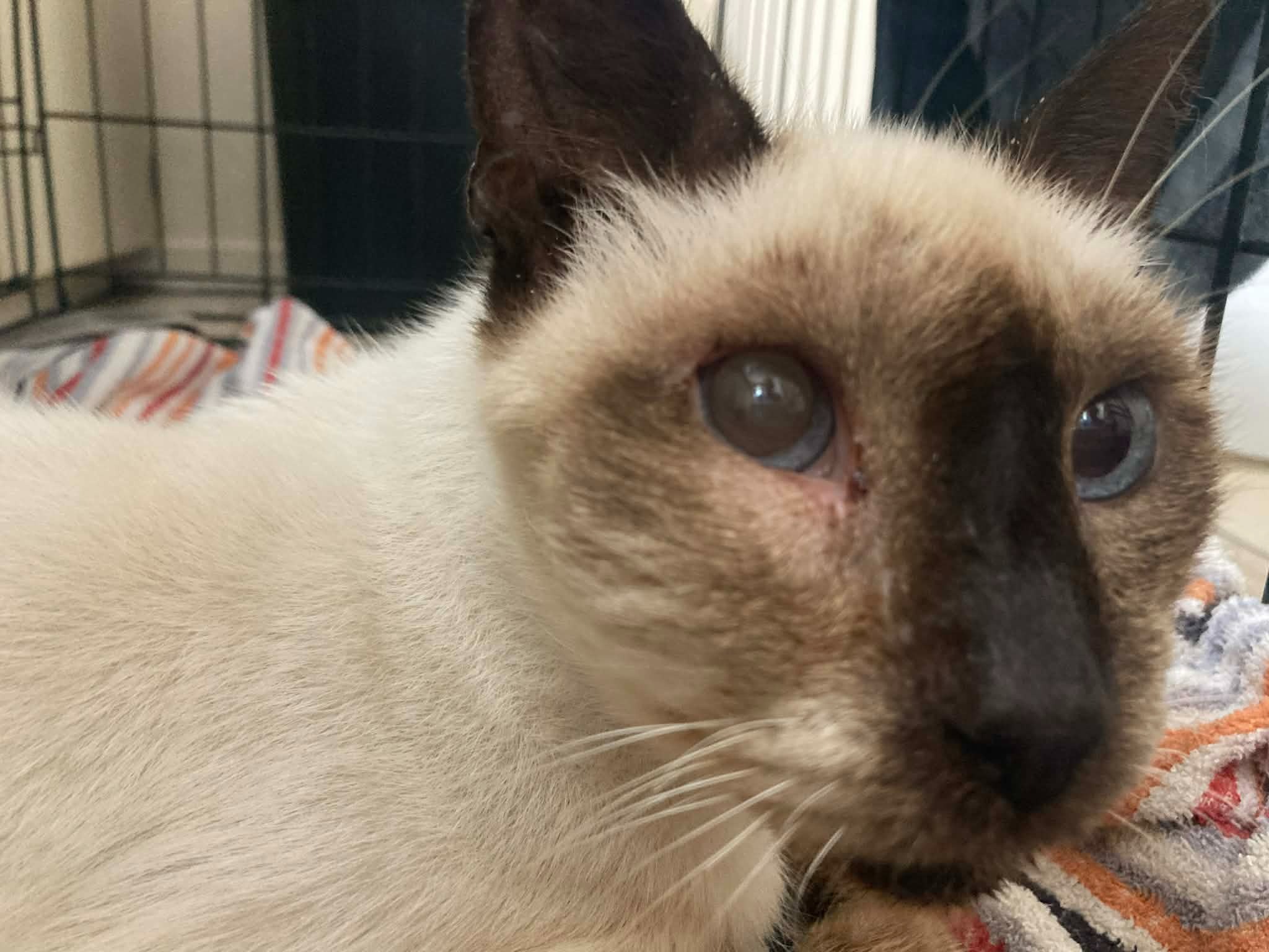 Help Marshmallow Get Urgent Medical Care campaign photo, 7 of 8